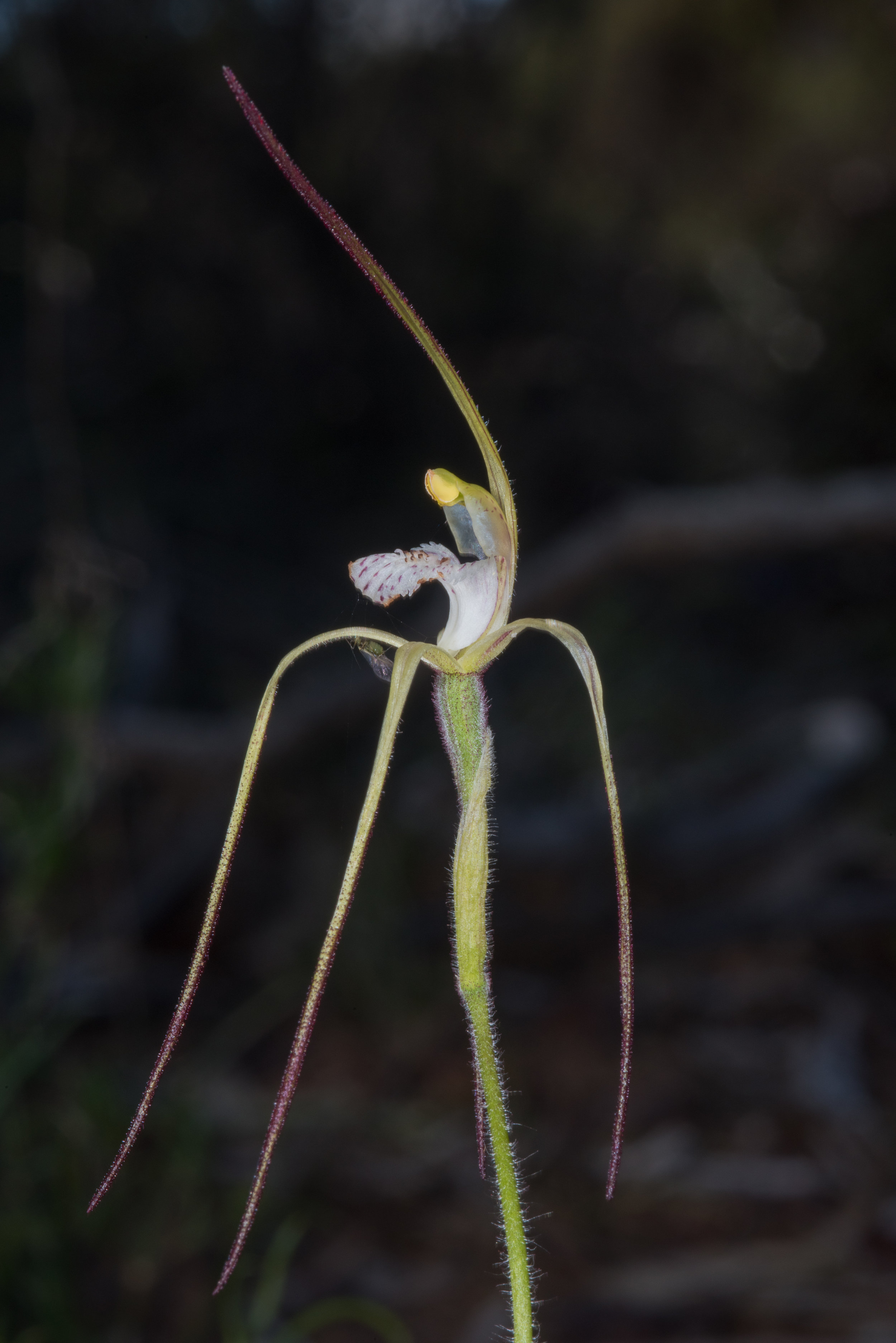  Caladenia vulgata – Common Spider Orchid, Wotto Nature Reserve 