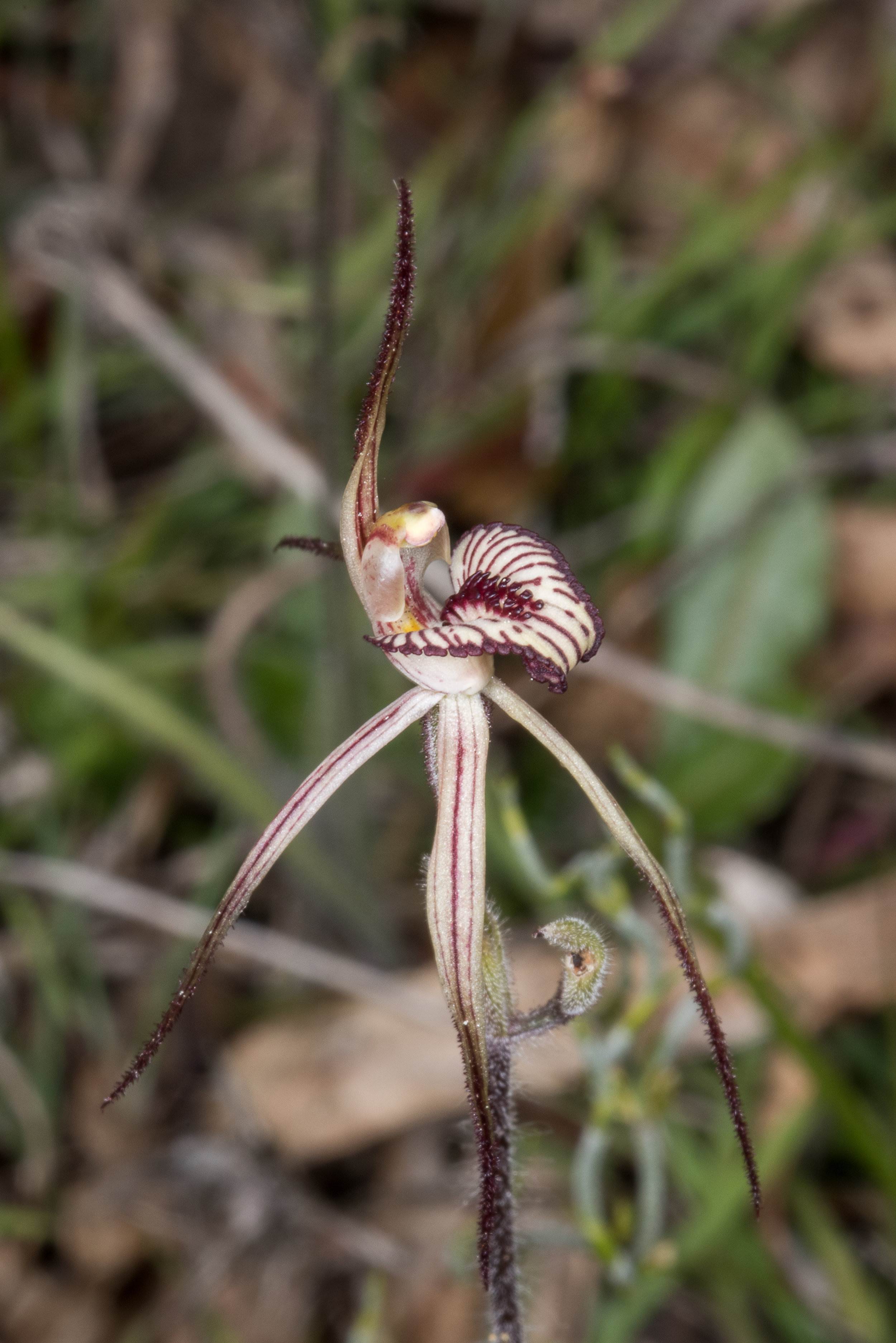  Caladenia x ericksoniae - Prisoner orchid, Stirling Range NP 