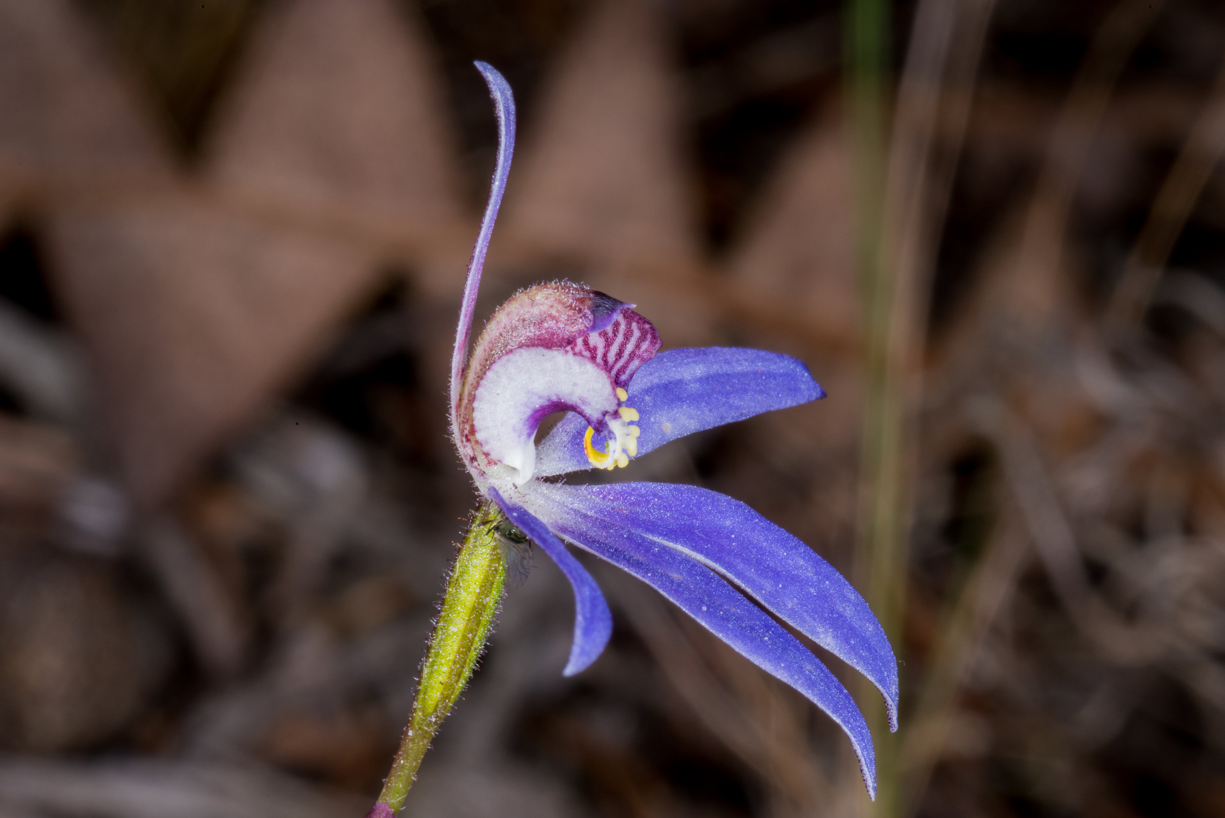  Cyanicula aperta – Western Tiny Blue Orchid, Tozer's Bush Camp, Boomer Bay area 