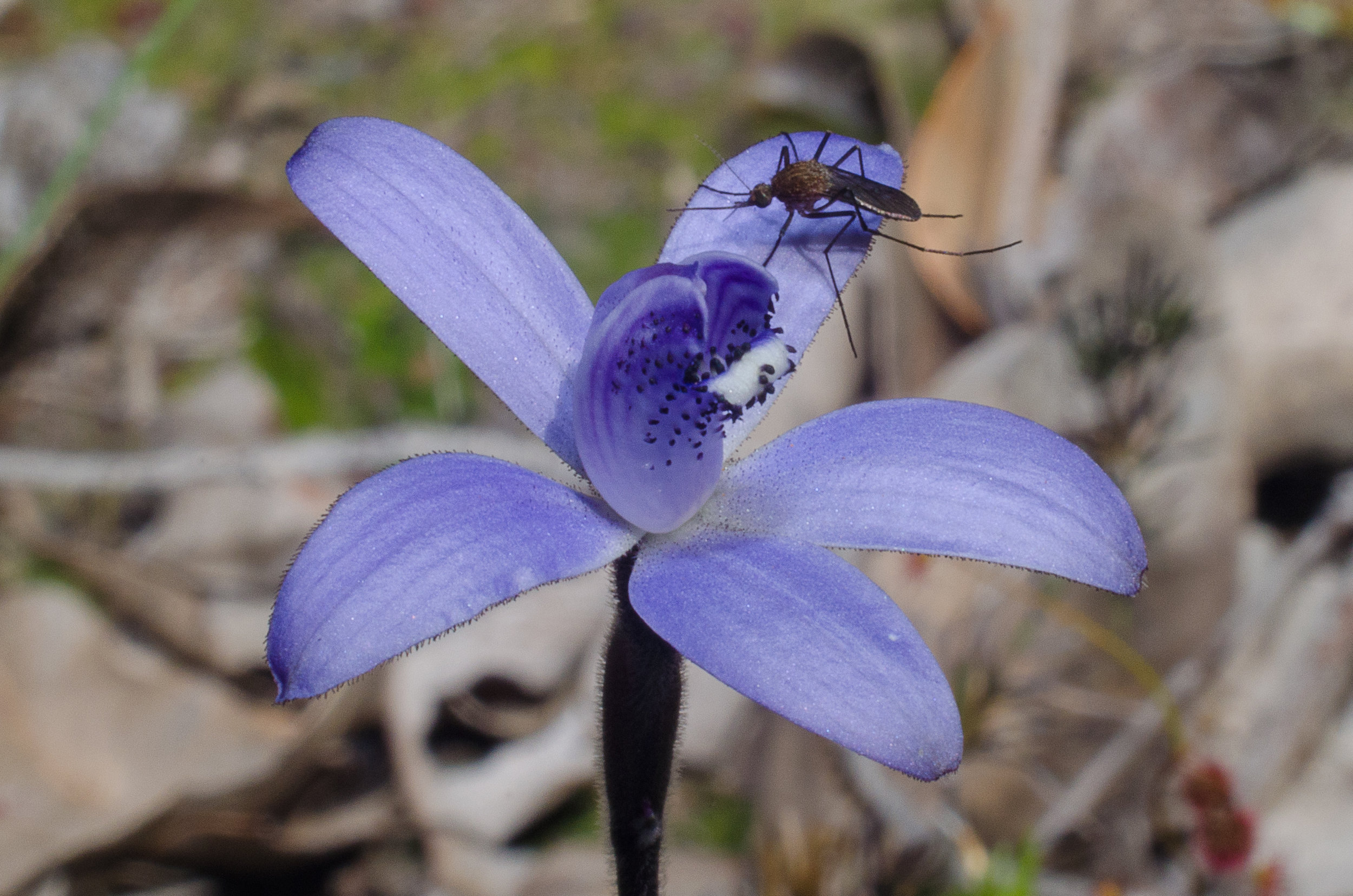  Cyanicula sericea – Silky Blue Orchid with mosquito, Barrow Road, Mt Barker 