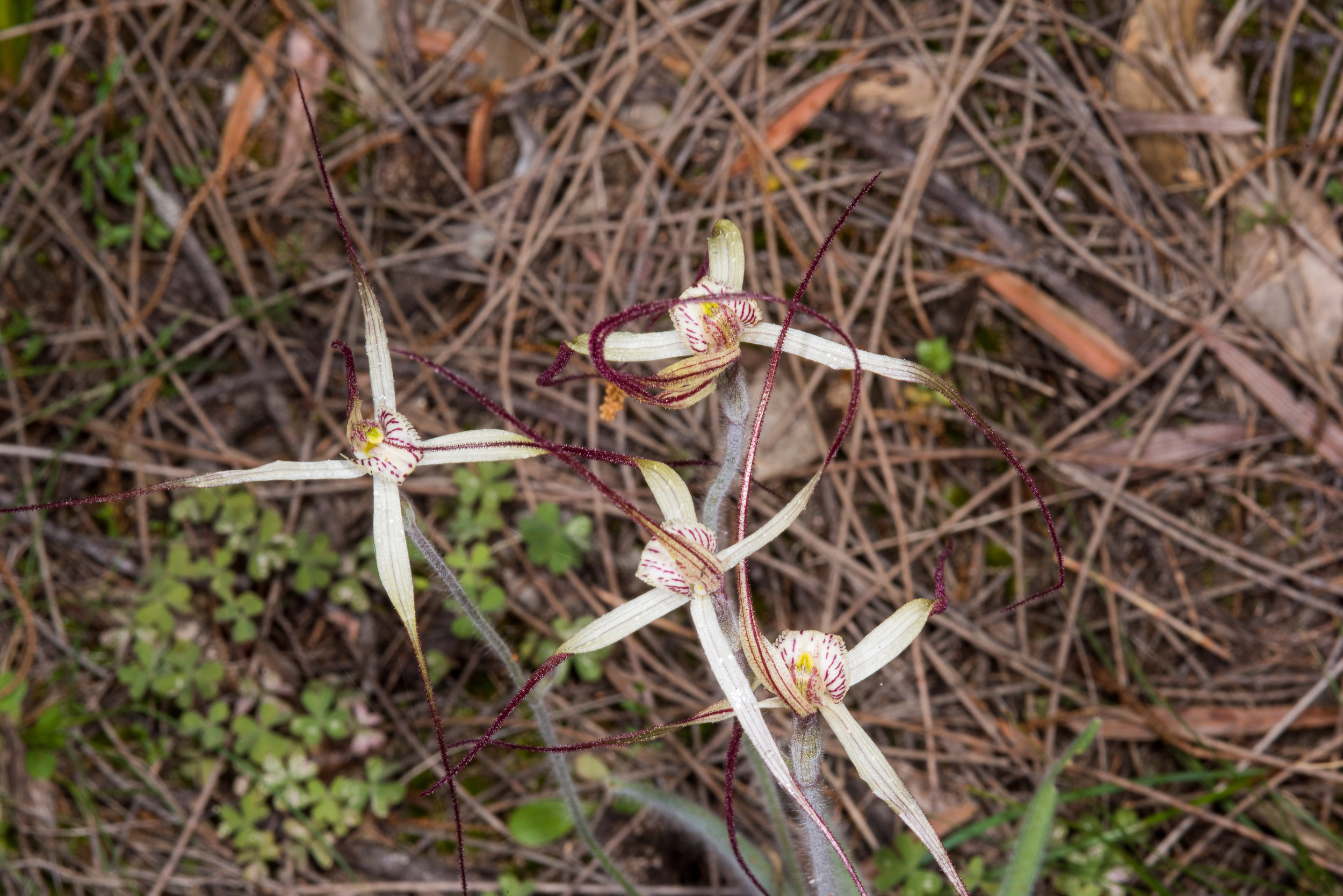  Caladenia pendens – Pendant Spider Orchid, Marra Bridge, Pallinup &nbsp;River Nature Reserve 
