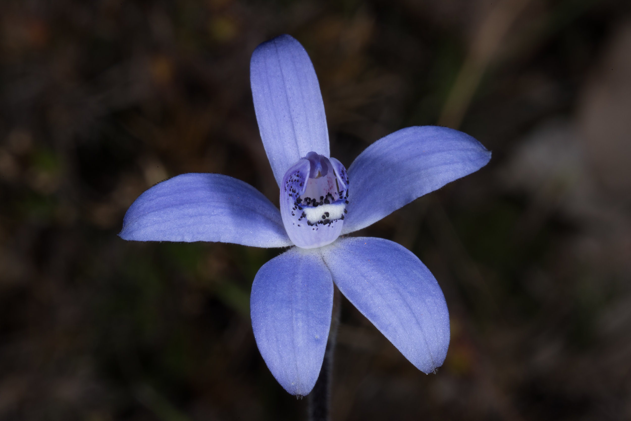  Cyanicula sericea – Silky Blue Orchid, Barrow Road, Mt Barker 