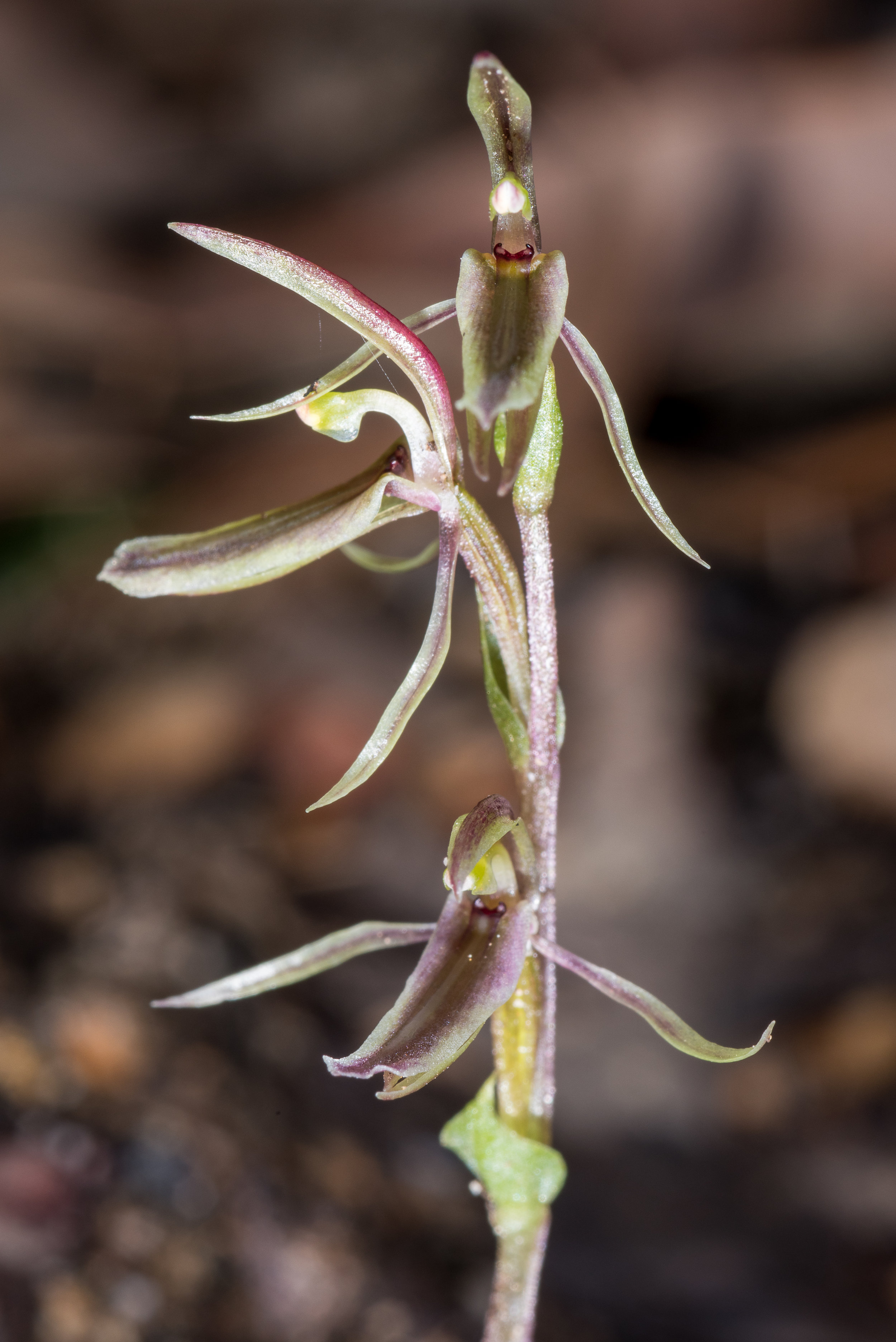  Cyrtostylis huegelii – Midge Orchid, Bevan Road area 