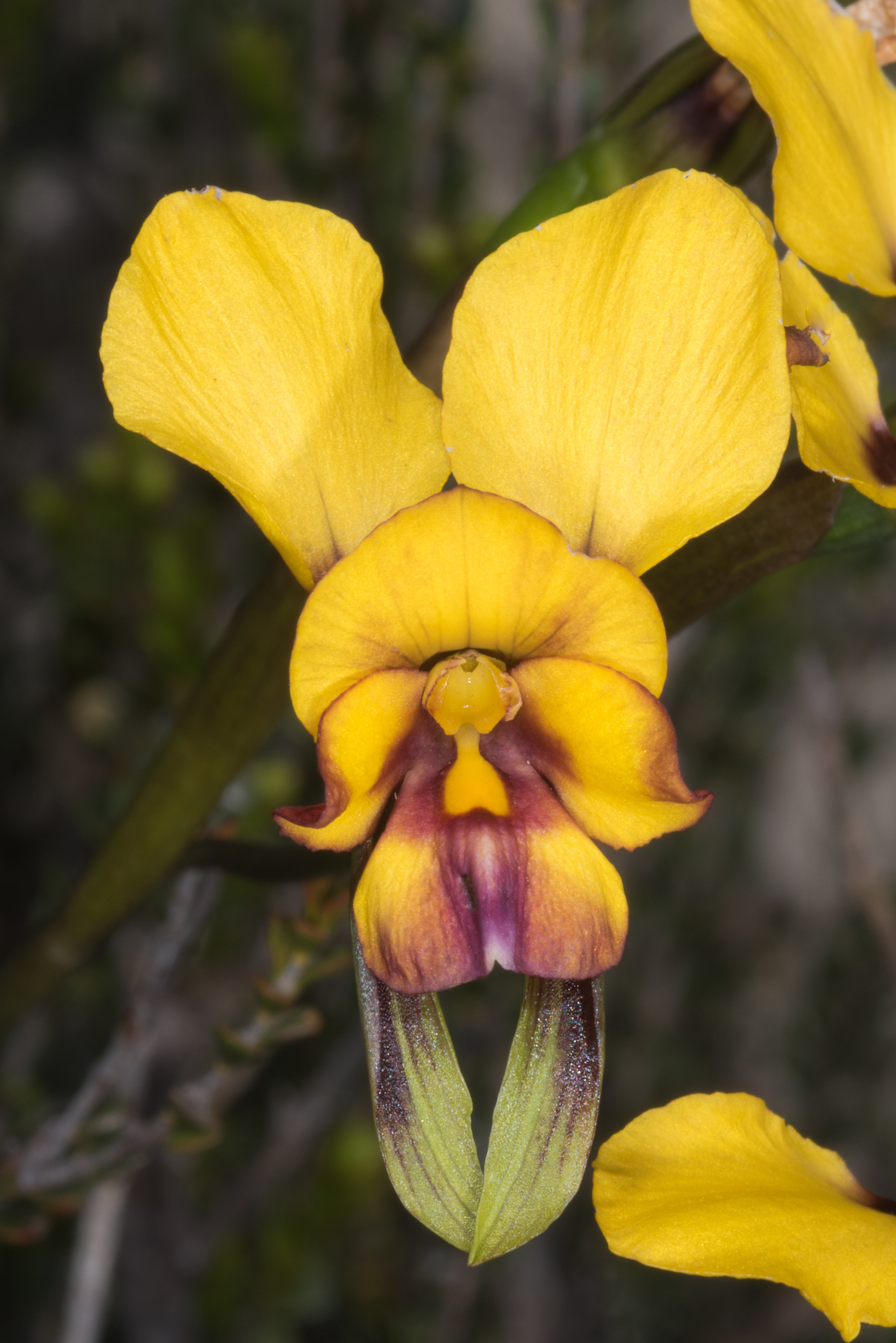  Diuris corymbosa – Common Donkey Orchid, Eneabba area 