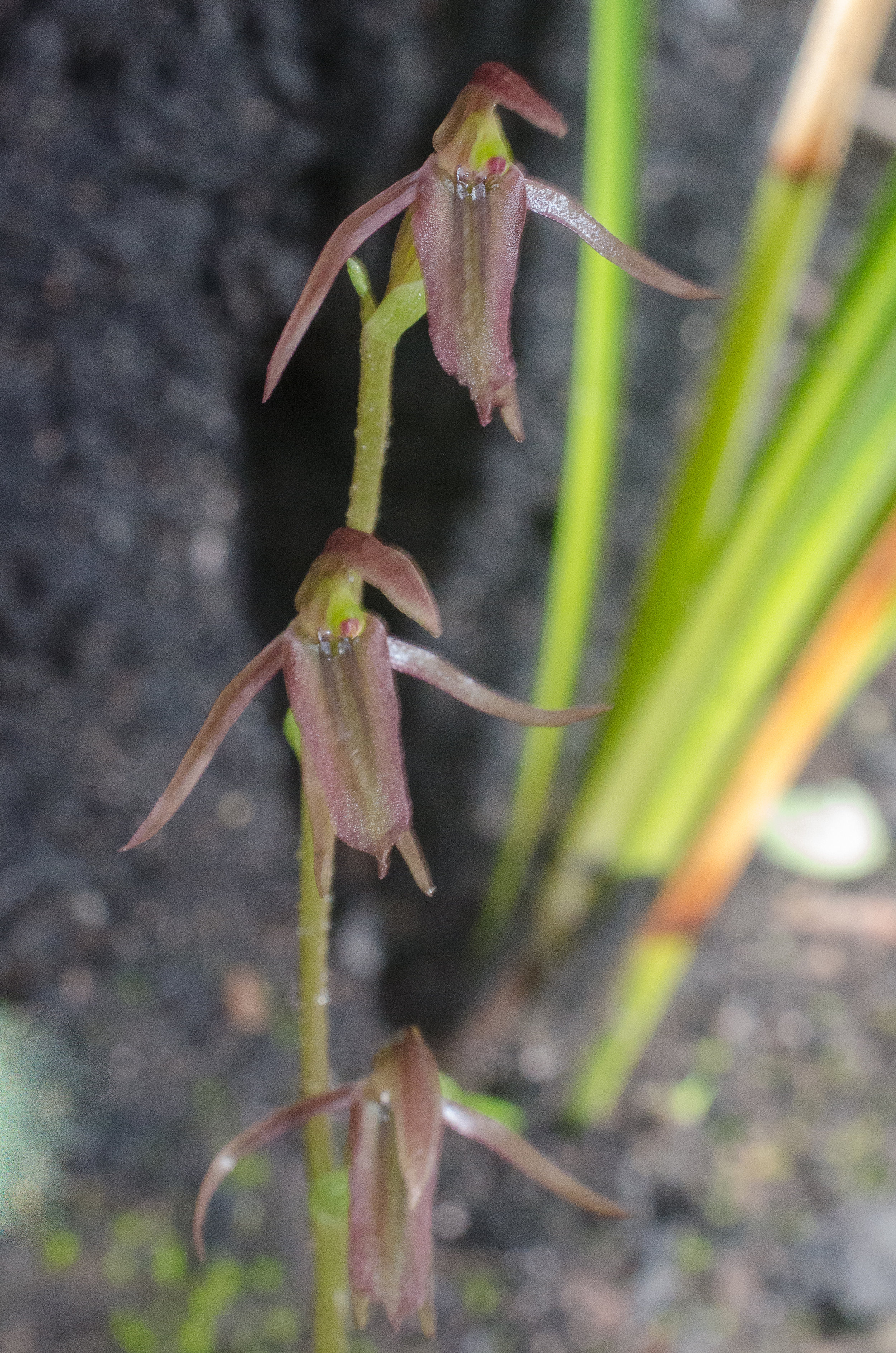  Cyrtostylis robusta – Mosquito Orchid, Bevan Road 