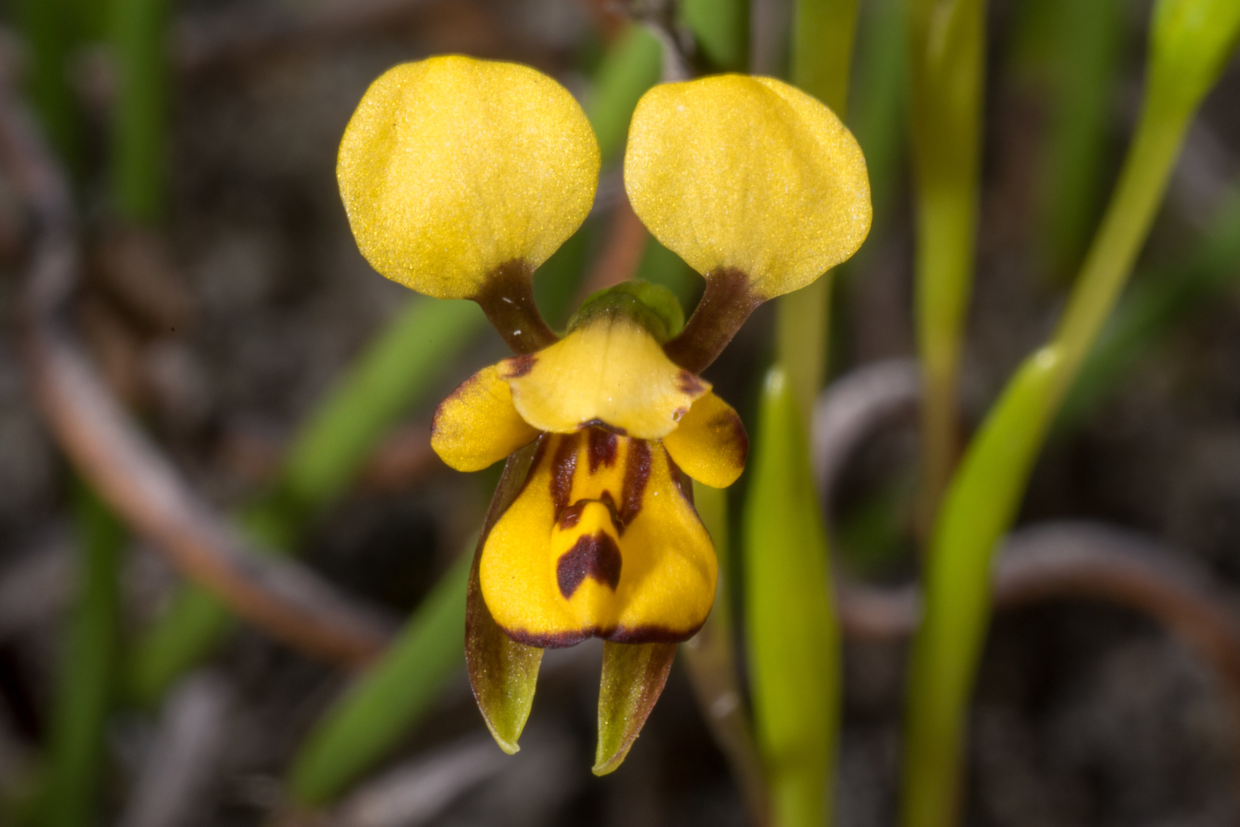  Diuris laxiflora – Bee Orchid, Tozer's Bush Camp, Boomer Bay area 