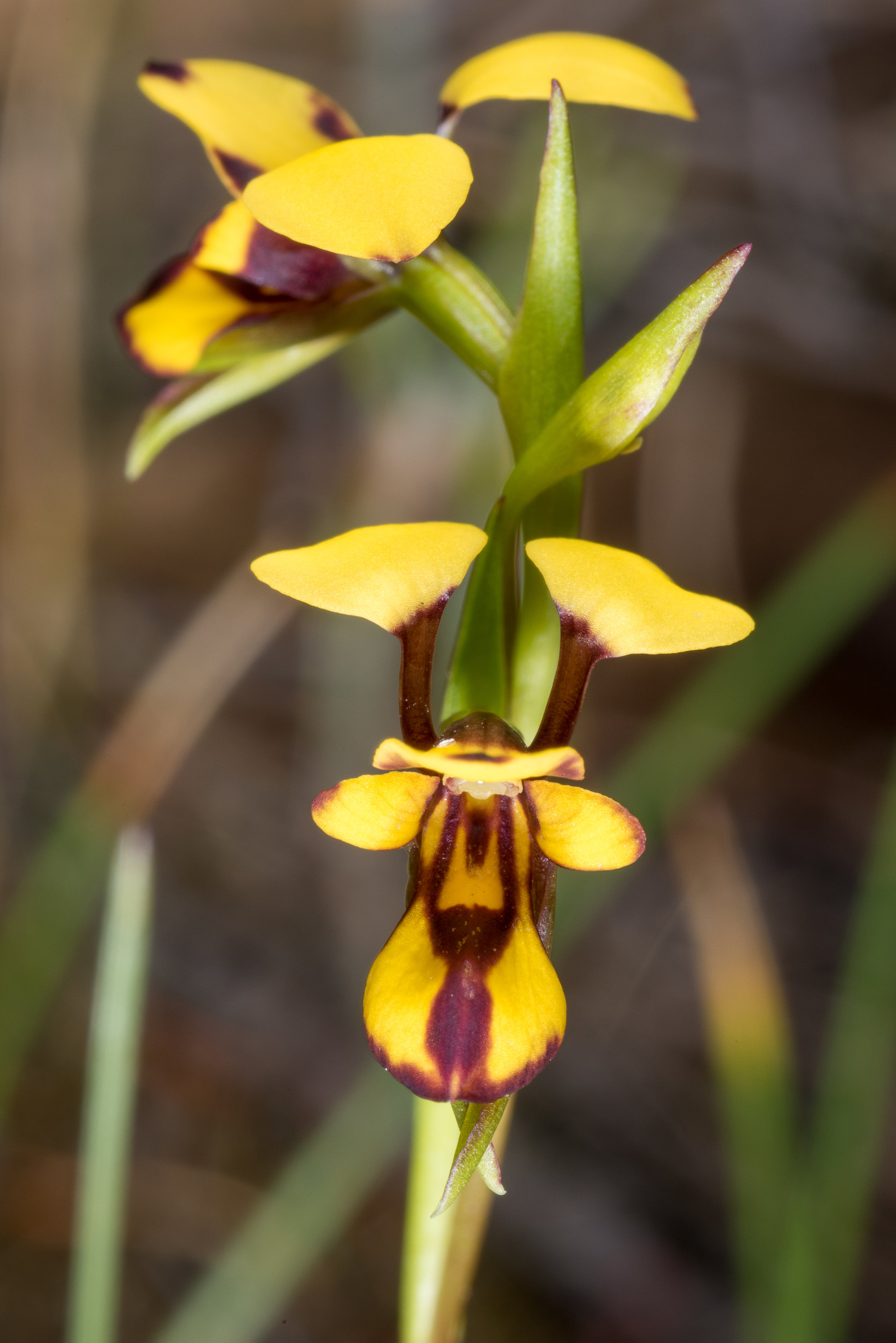  Diuris decrementa – Common Bee Orchid, Tenterden 