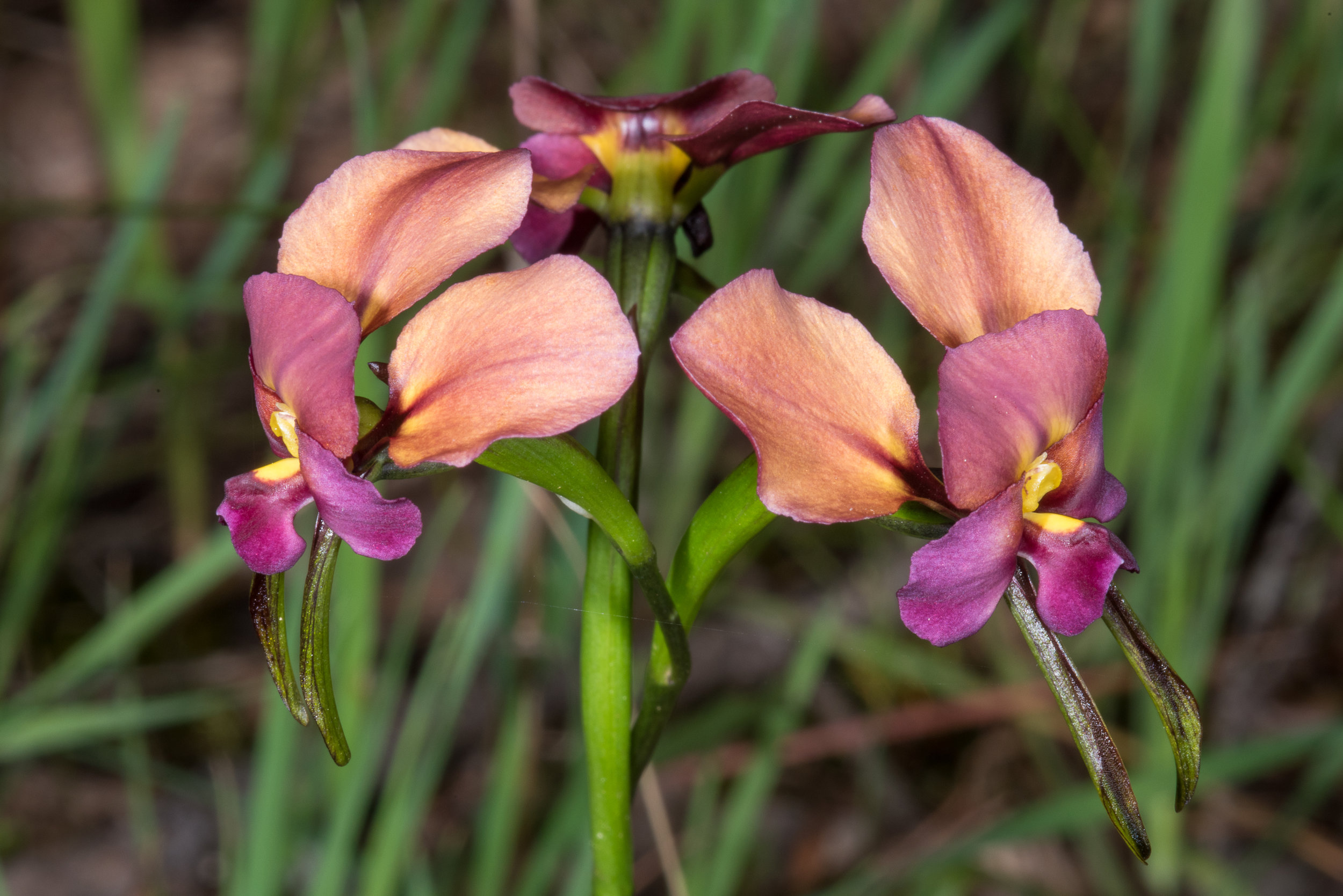  Diuris longifolia – Purple Pansy Orchid, Albany Hwy &amp; Sturdee Road near Mt Barker 