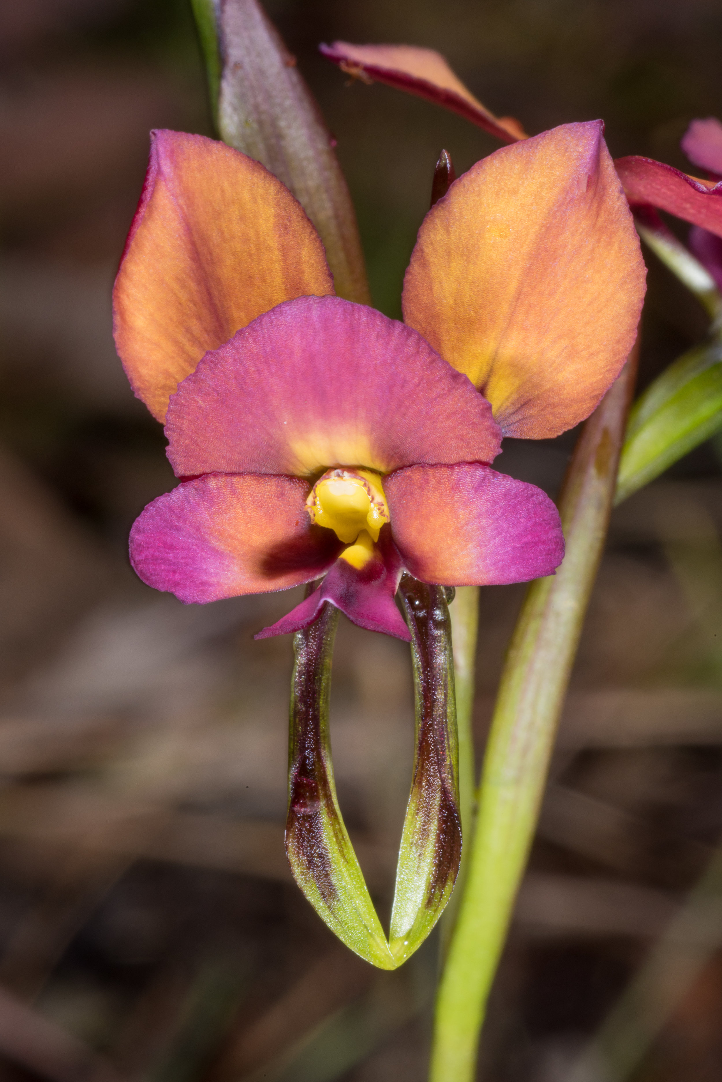  Diuris longifolia – Purple Pansy Orchid, Sheepwash Creek Conservation Area, Denmark Mt Barker Road 