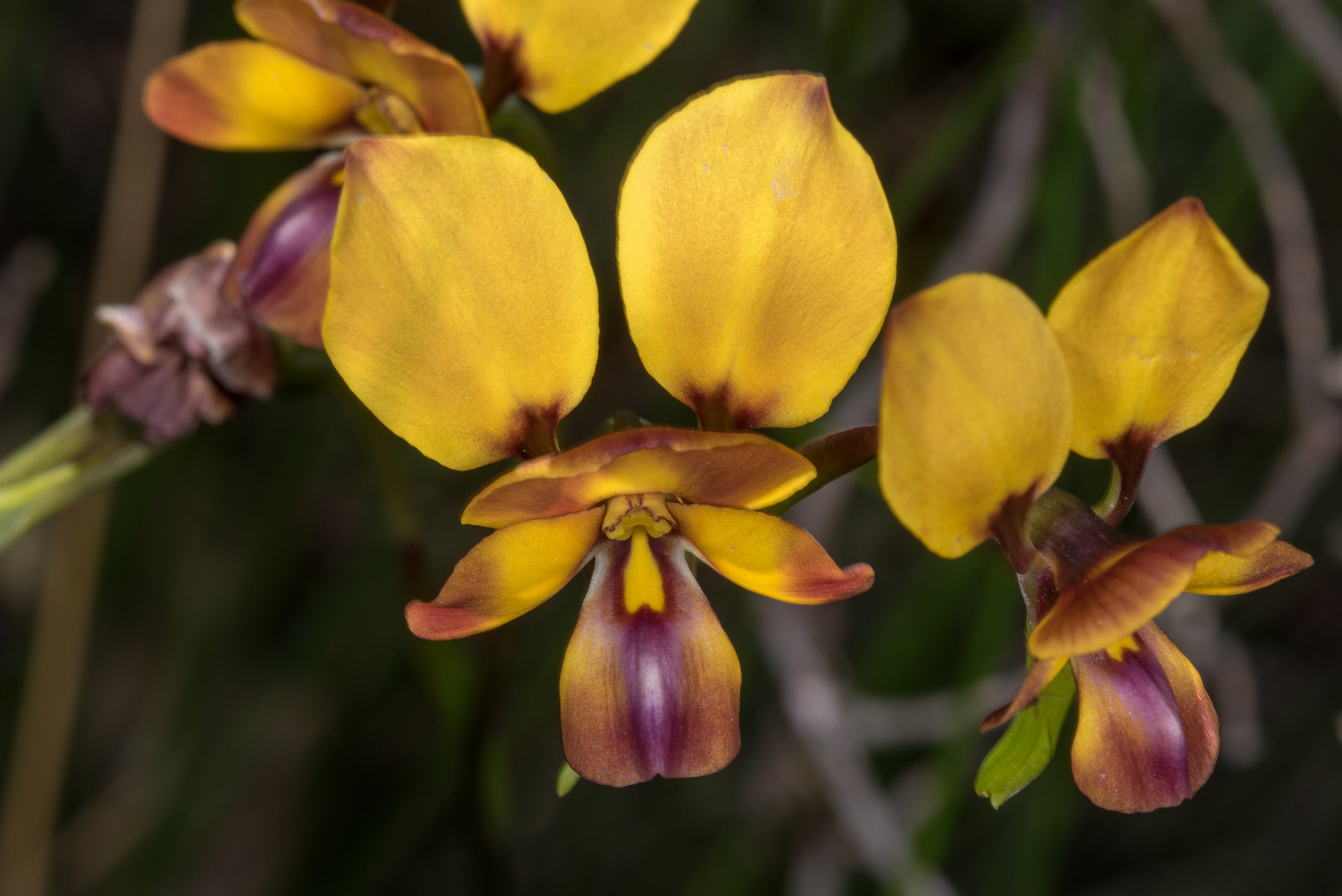  Diuris magnifica – Pansy Orchid, Kings Park, Perth 