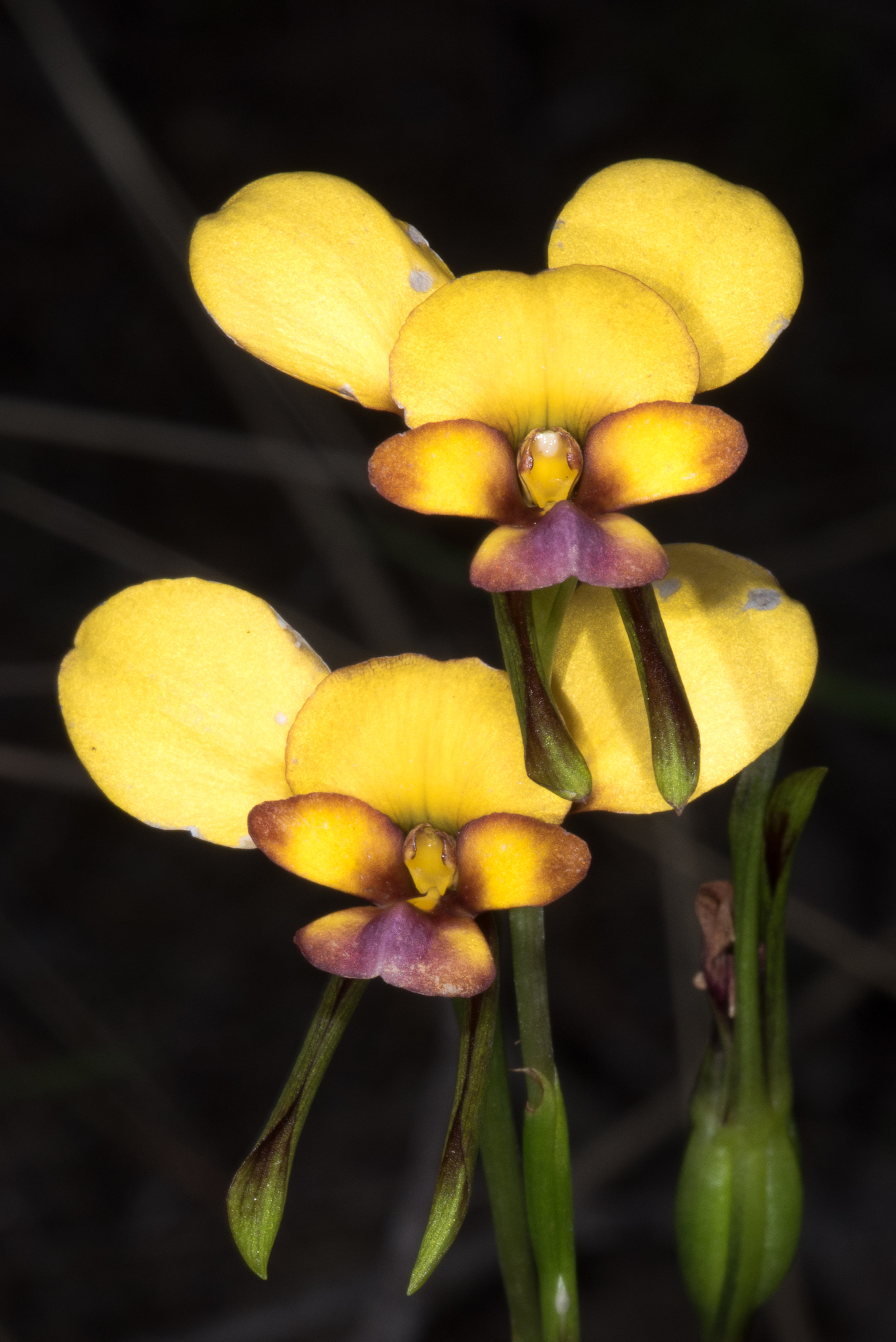  Diuris tinkeri – Arrowsmith Pansy Orchid, Brand Hwy, Eneabba area 