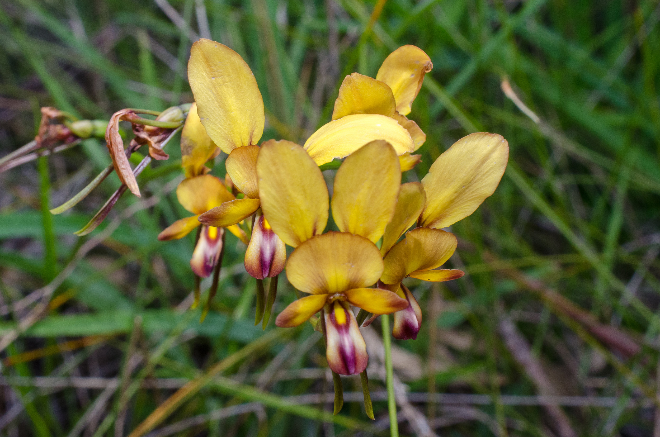  Diuris sp. Yalgorup - Yalgorup donkey orchid, Island Point Reserve, near Mandurah 