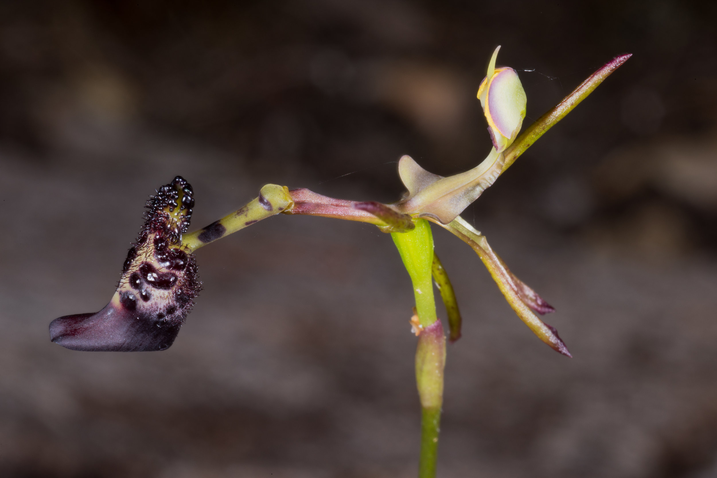  Drakaea livida – Warty Hammer Orchid, Island Point Reserve, near Mandurah 