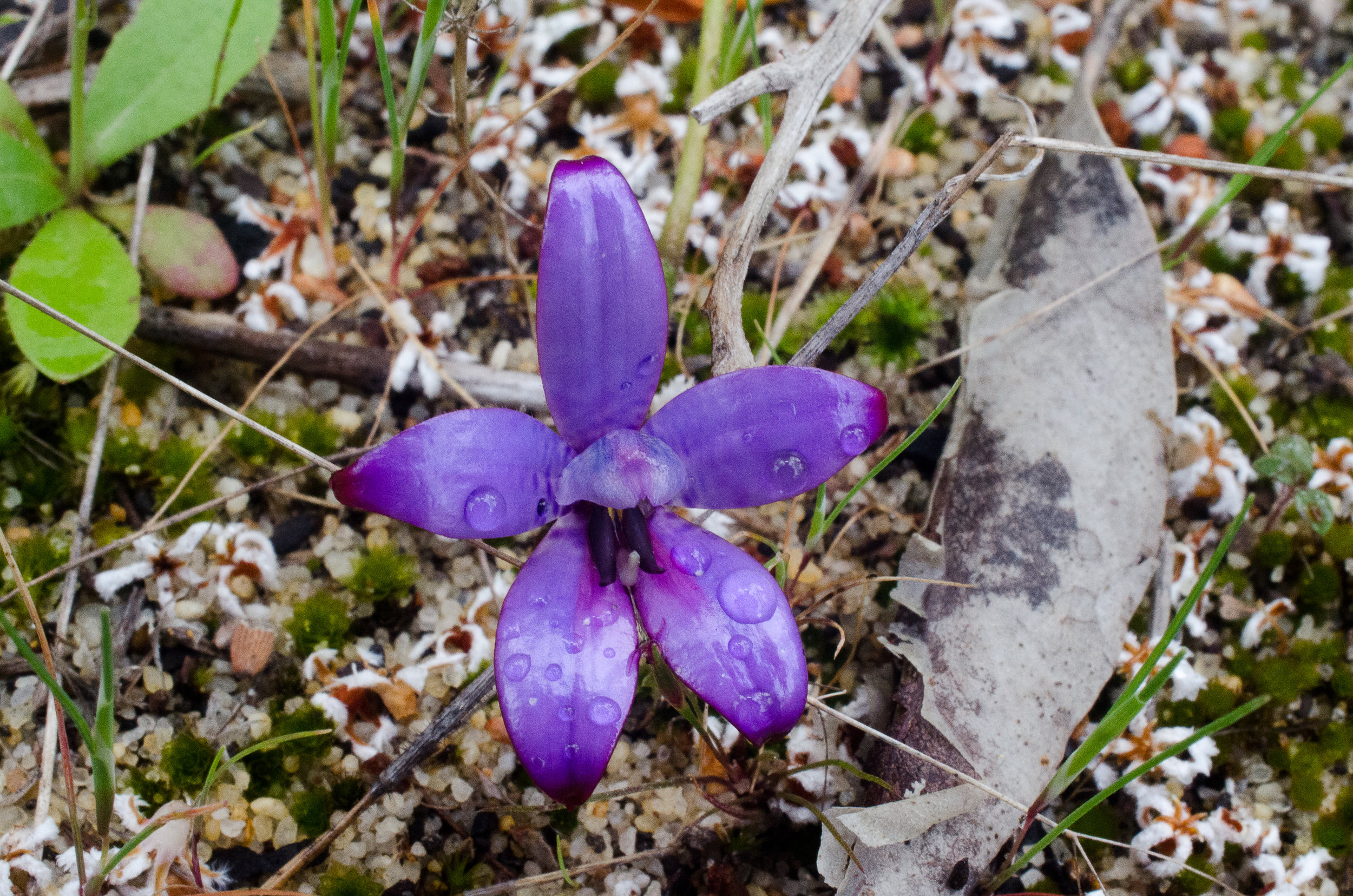  Elythranthera brunonis – Purple Enamel Orchid, Nowergup 