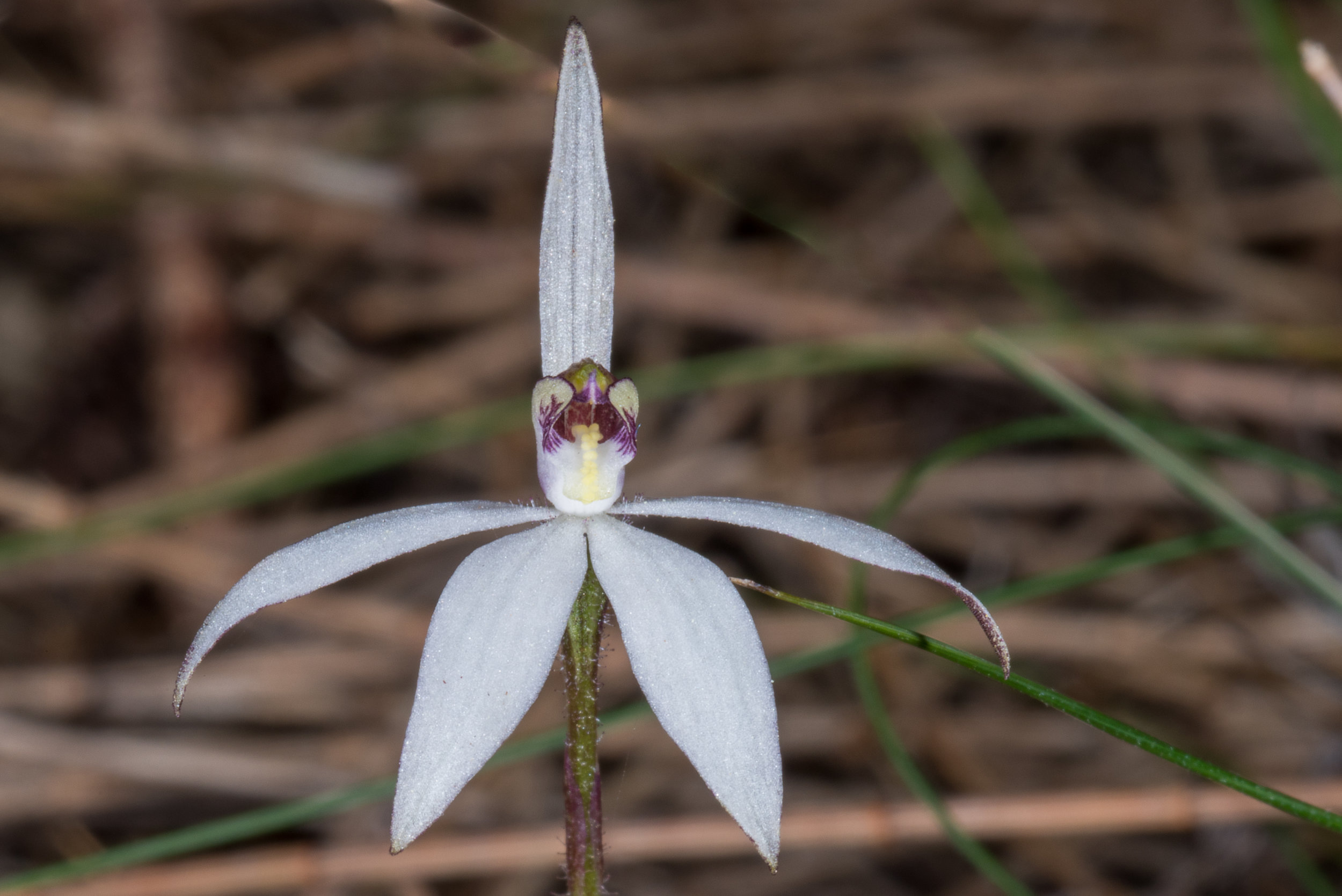  Ericksonella saccharata – Sugar Orchid, Jerramungup sports oval 