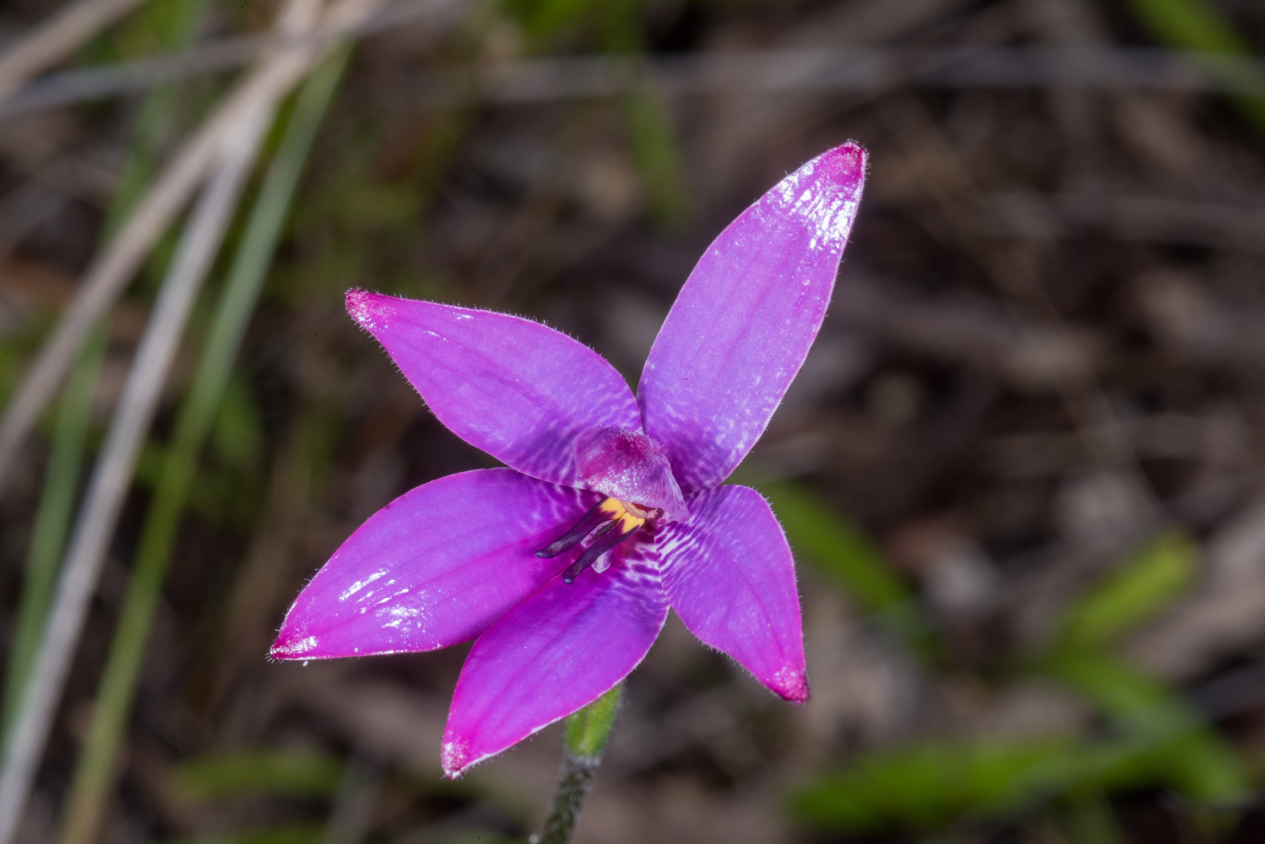  Elythranthera emarginata – Pink Enamel Orchid, Bunker Bay Road 