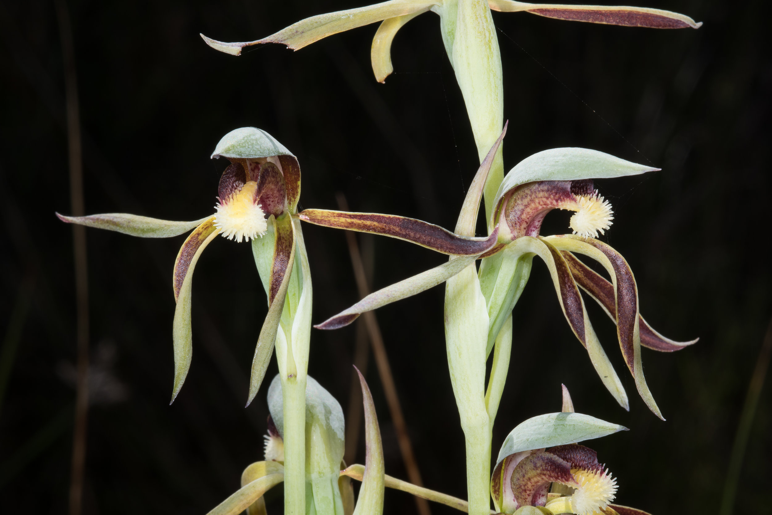  Lyperanthus serratus – Rattle Beak, Wireless Hill, Perth 