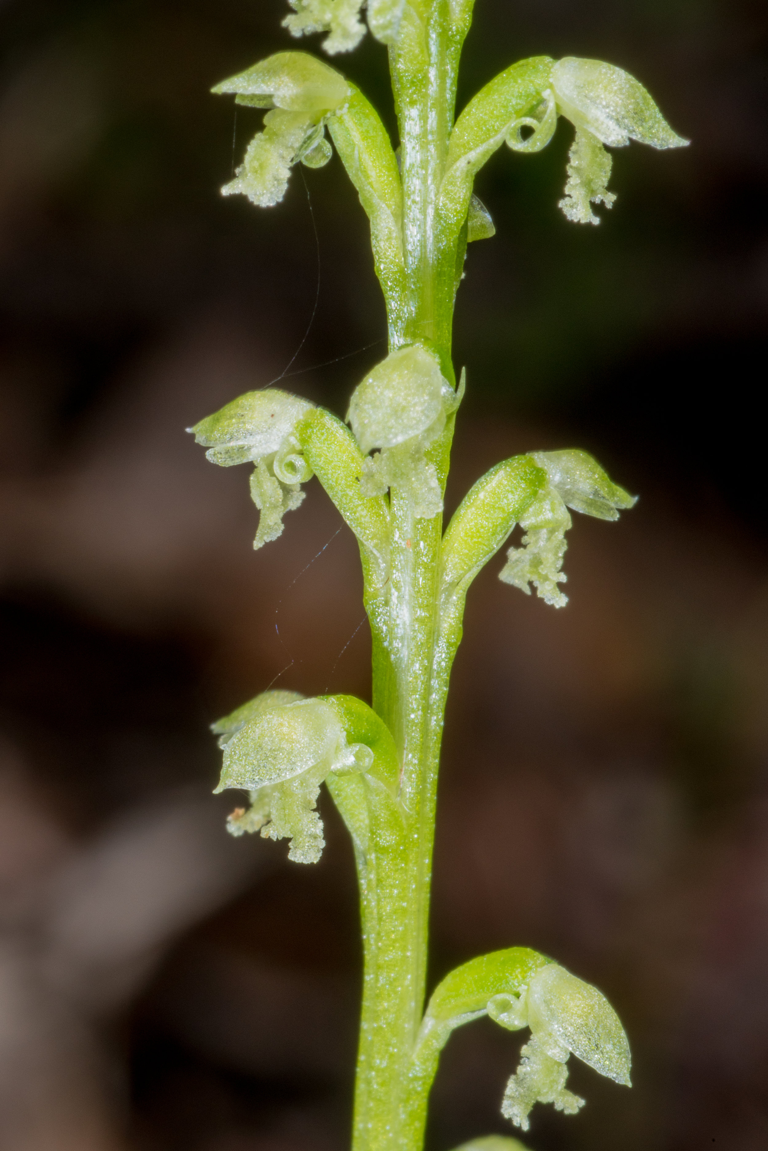  Microtis alba – White Mignonette Orchid, Burnett NP 