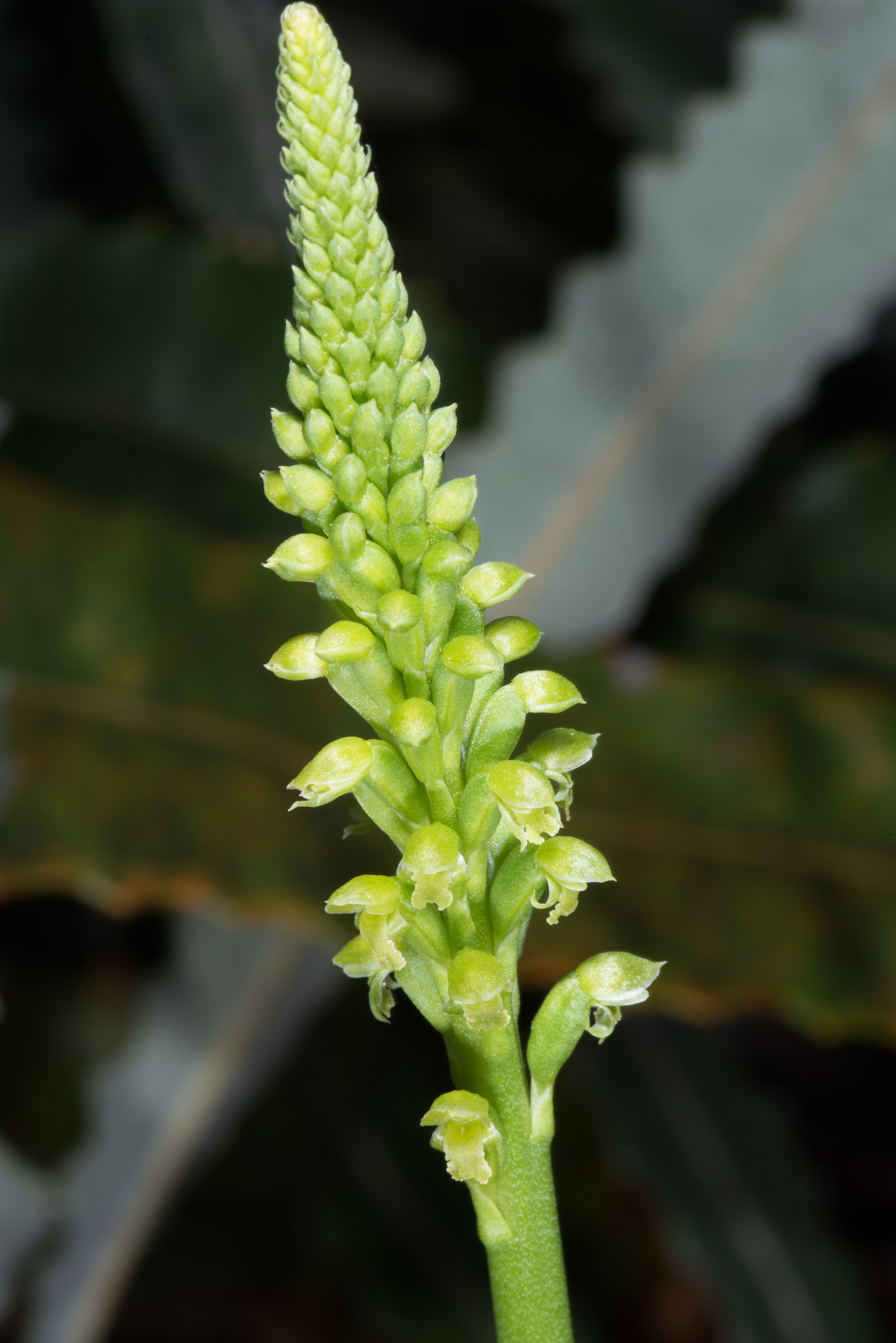  Microtis media subsp. densiflora, Kings Park, Perth 