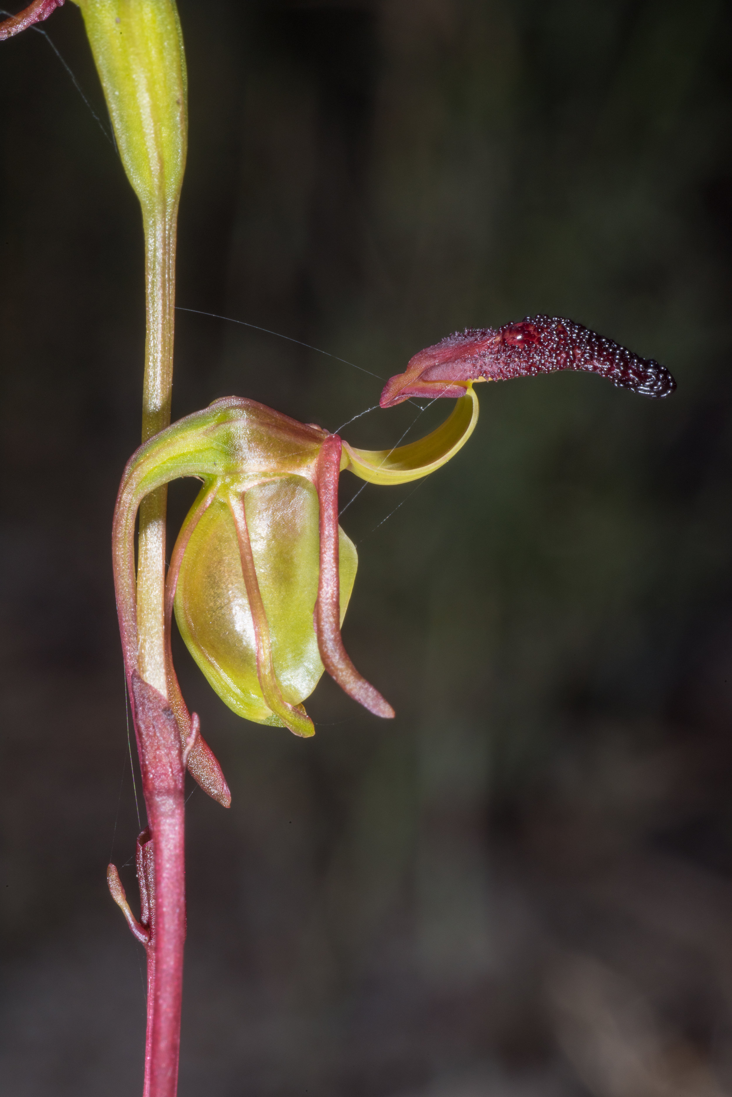  Paracaleana nigrita – Flying Duck Orchid, Ruabon Nature Reserve 