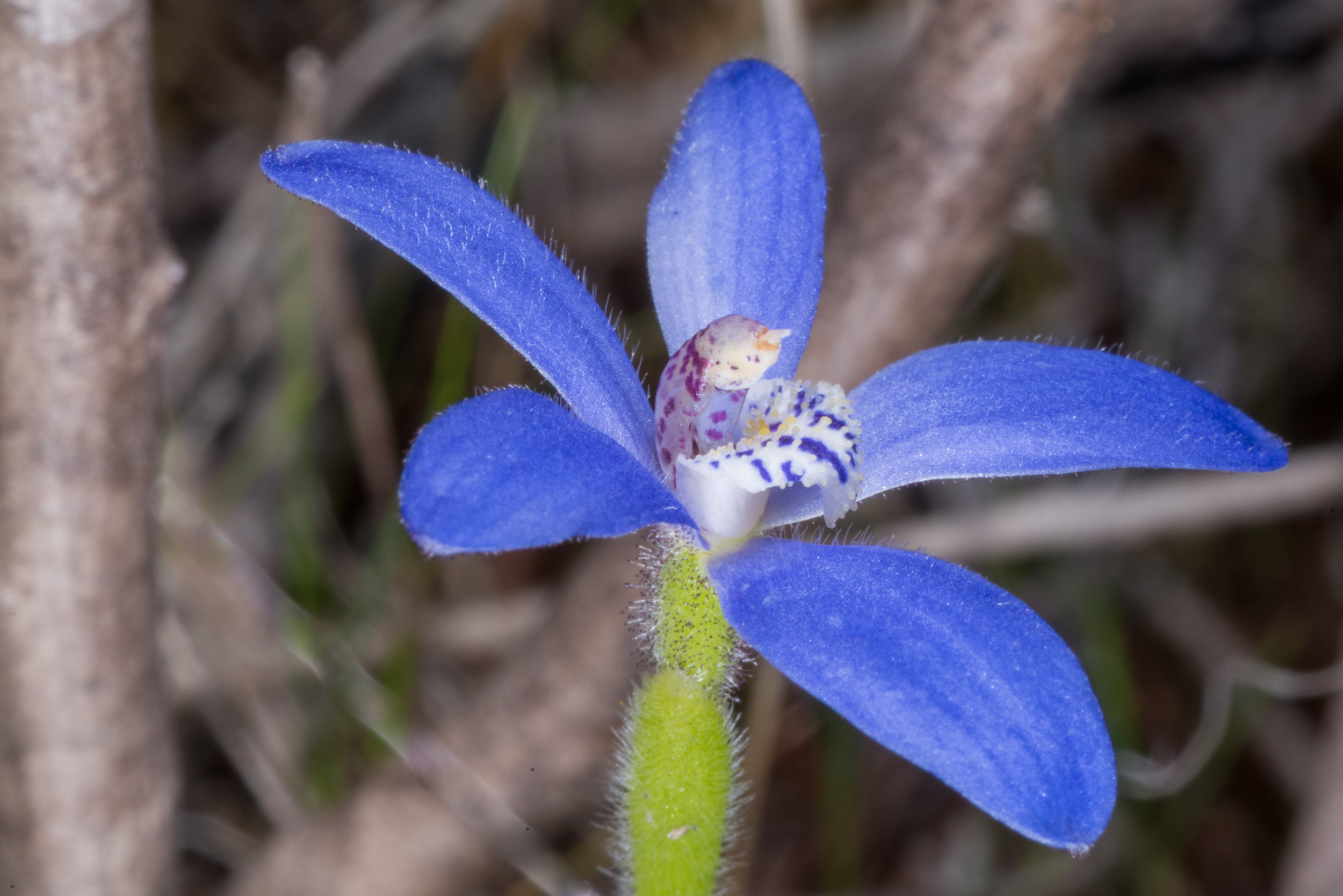  Pheladenia deformis – Blue Fairy Orchid, &nbsp;Beekeeper's Road, Eneabba area 