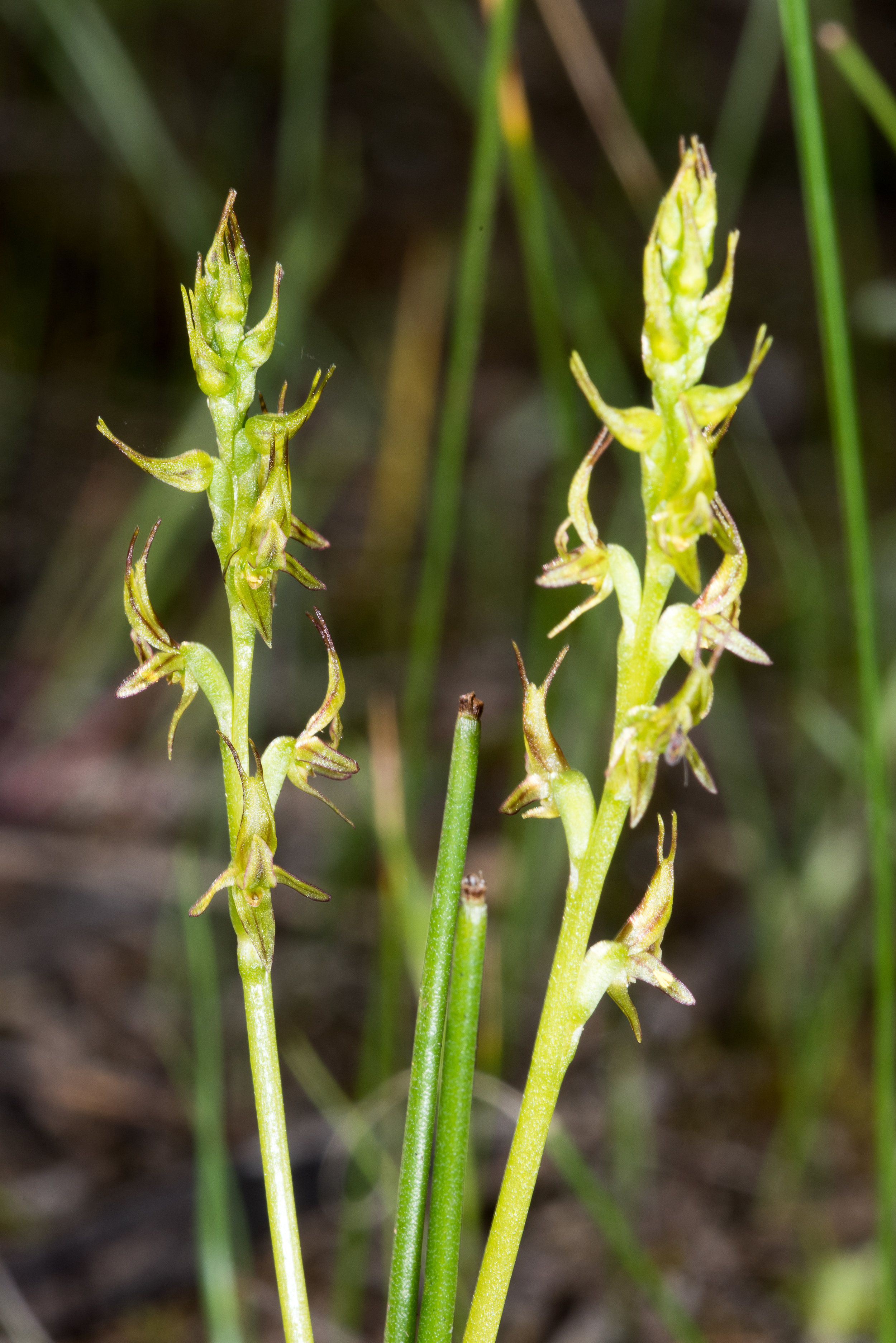  Prasophyllum gracile – Little Laughing Leek Orchid, Stirling Range NP 