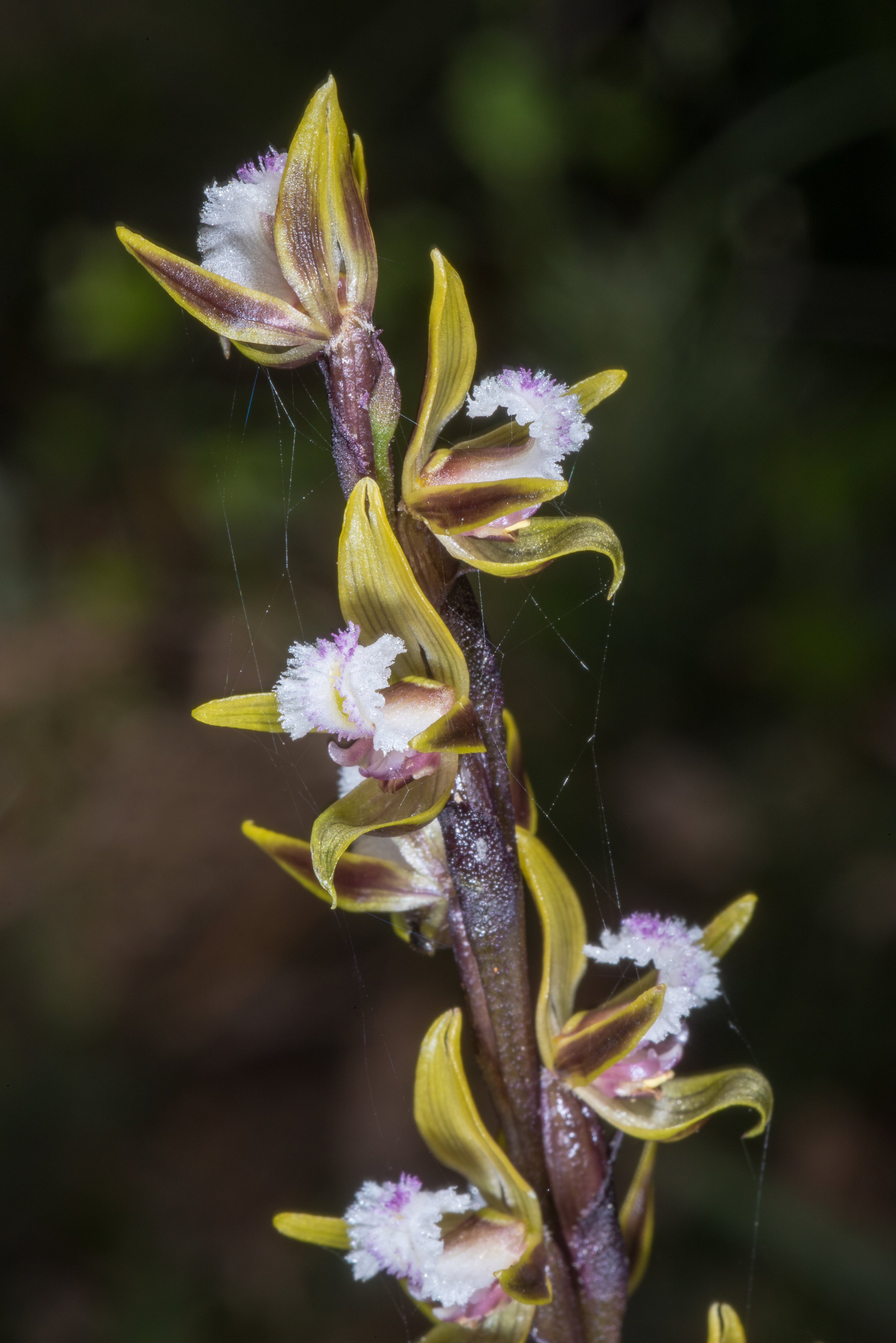  Prasophyllum fimbria – Fringed Leek Orchid, Mt Burnett Walk Trail 