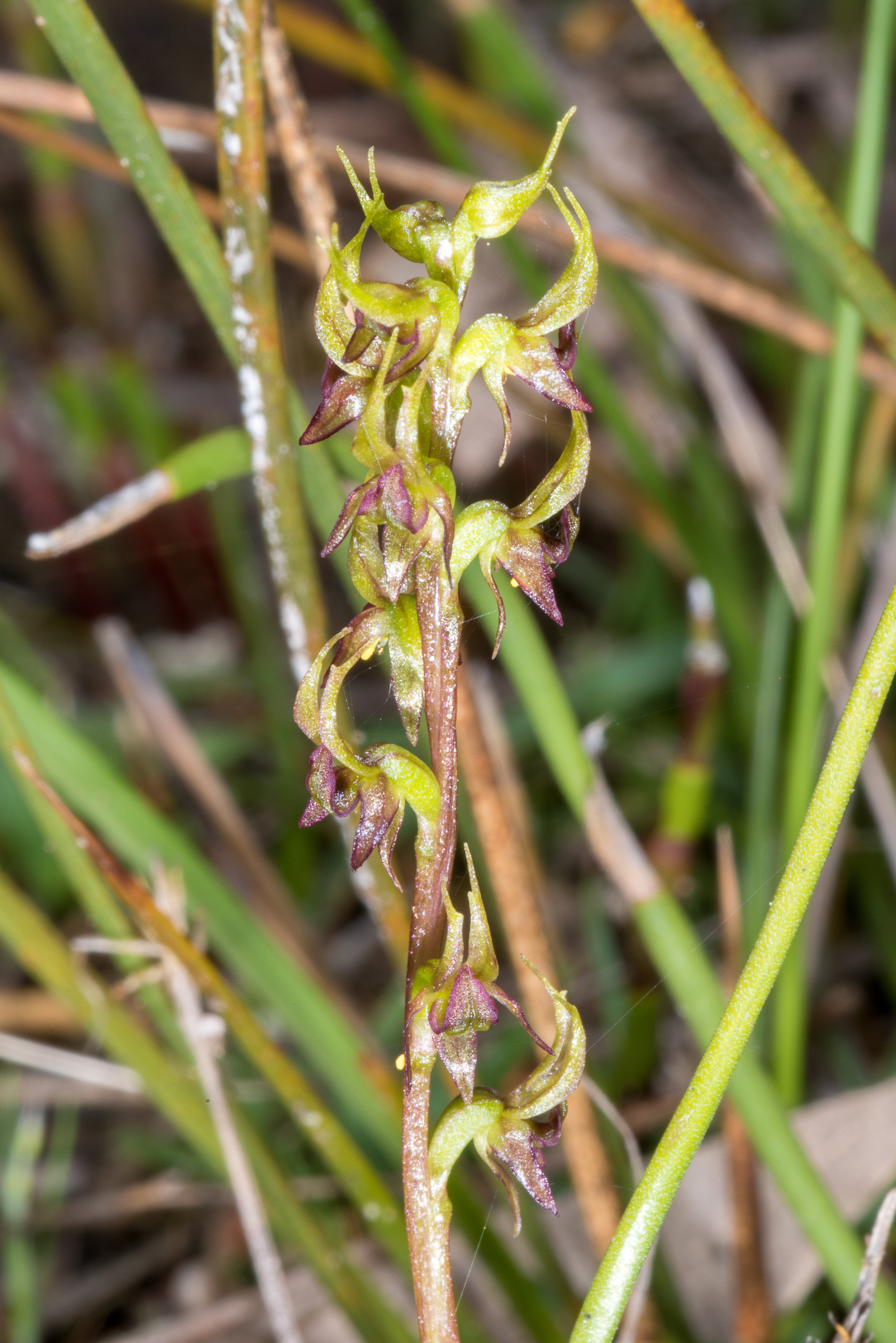  Prasophyllum macrostachyum – Laughing Leek Orchid, Stirling Range NP 