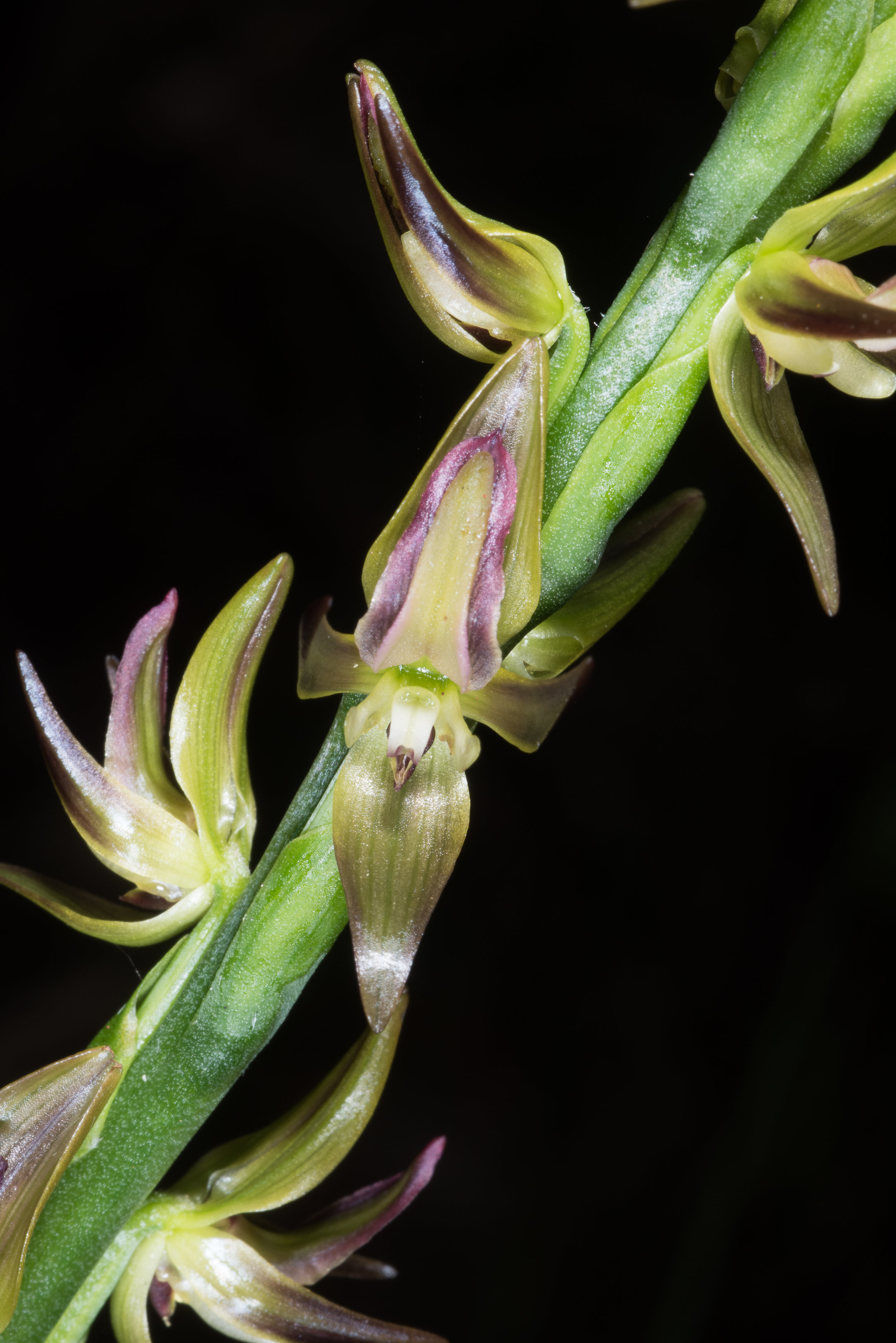  Prasophyllum regium – King Leek Orchid, Mt Burnett Walk Trail 