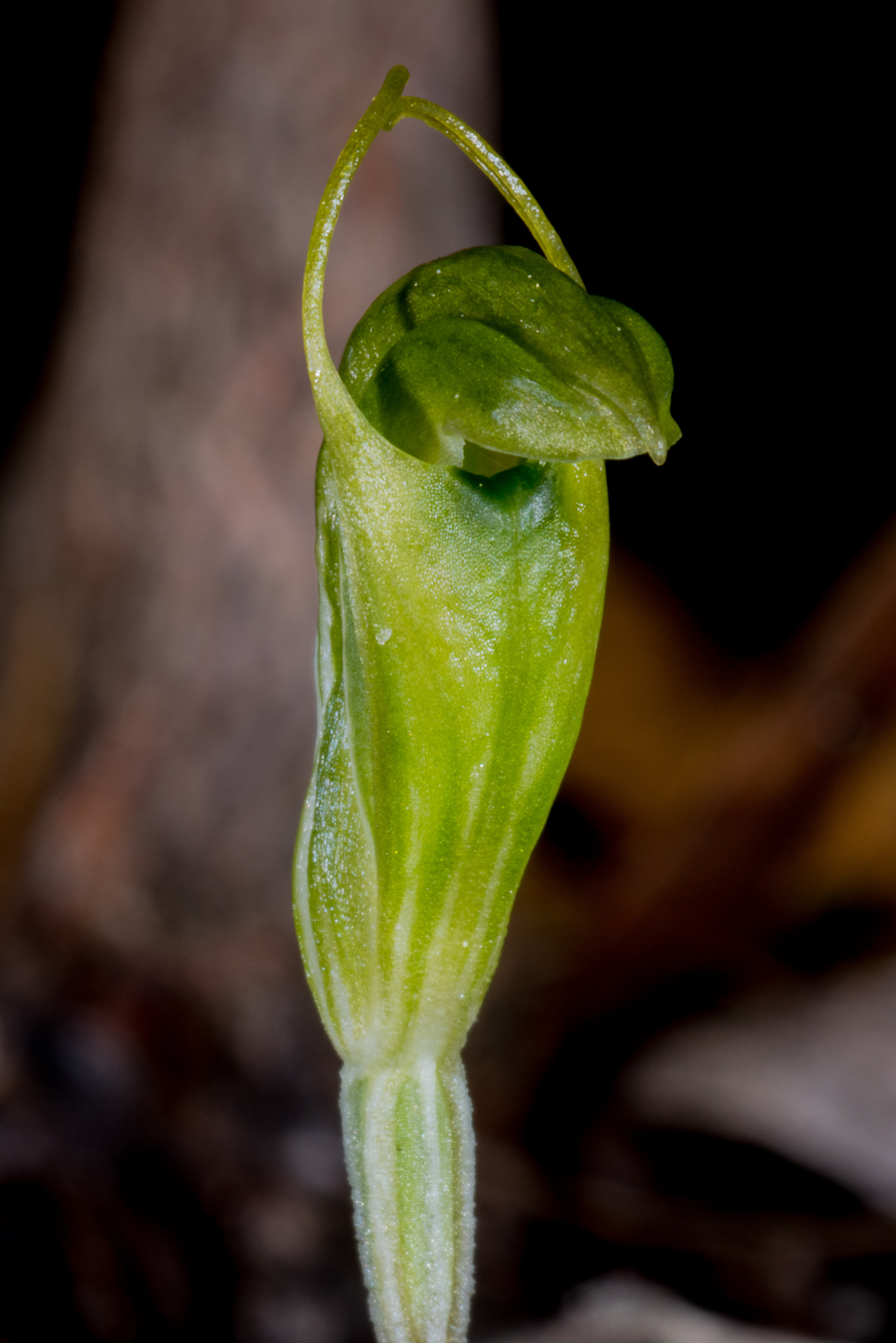  Pterostylis dilatata – Robust Snail Orchid, Bremer Bay 