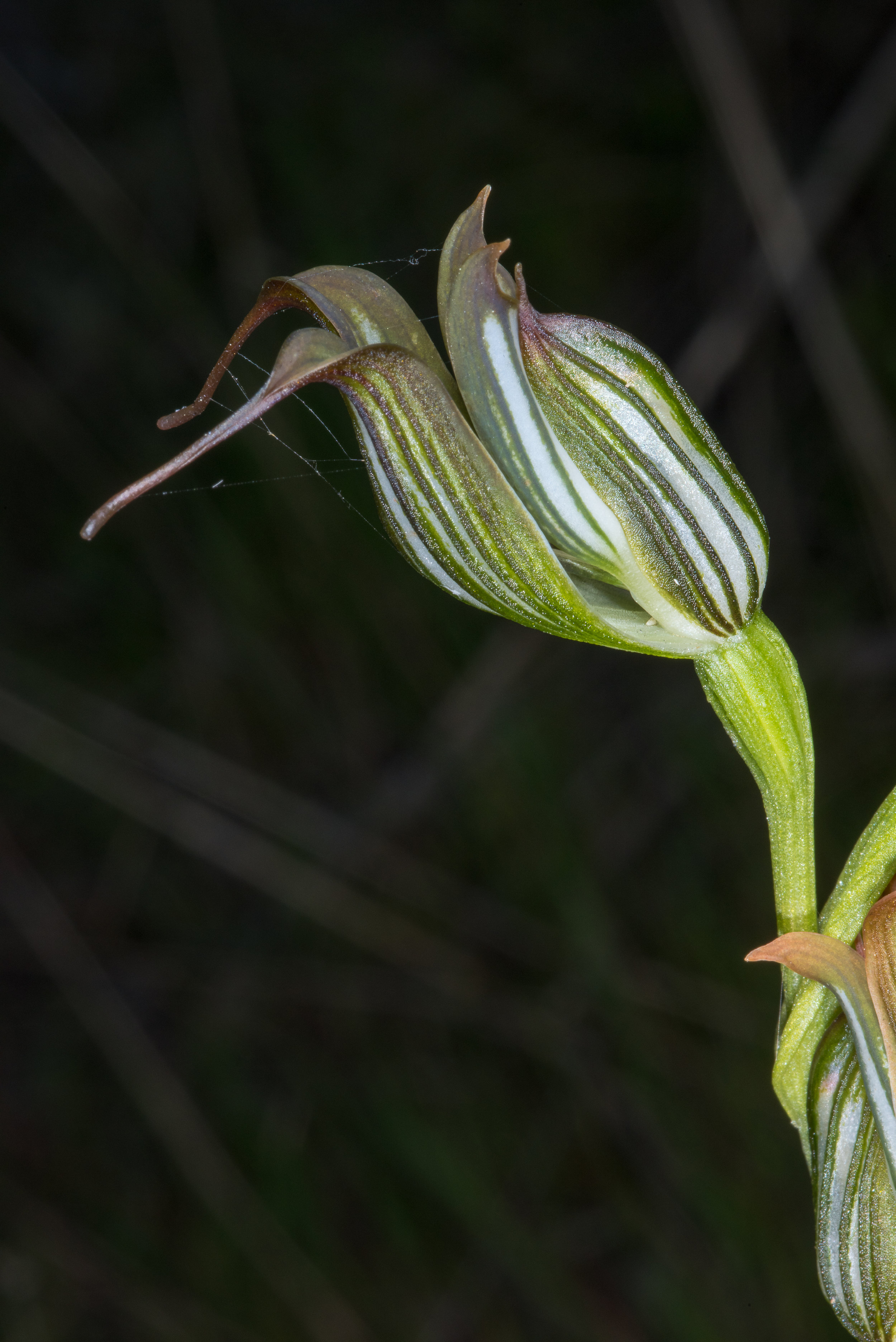  Pterostylis recurva – Jug Orchid, Wireless Hill, Perth 