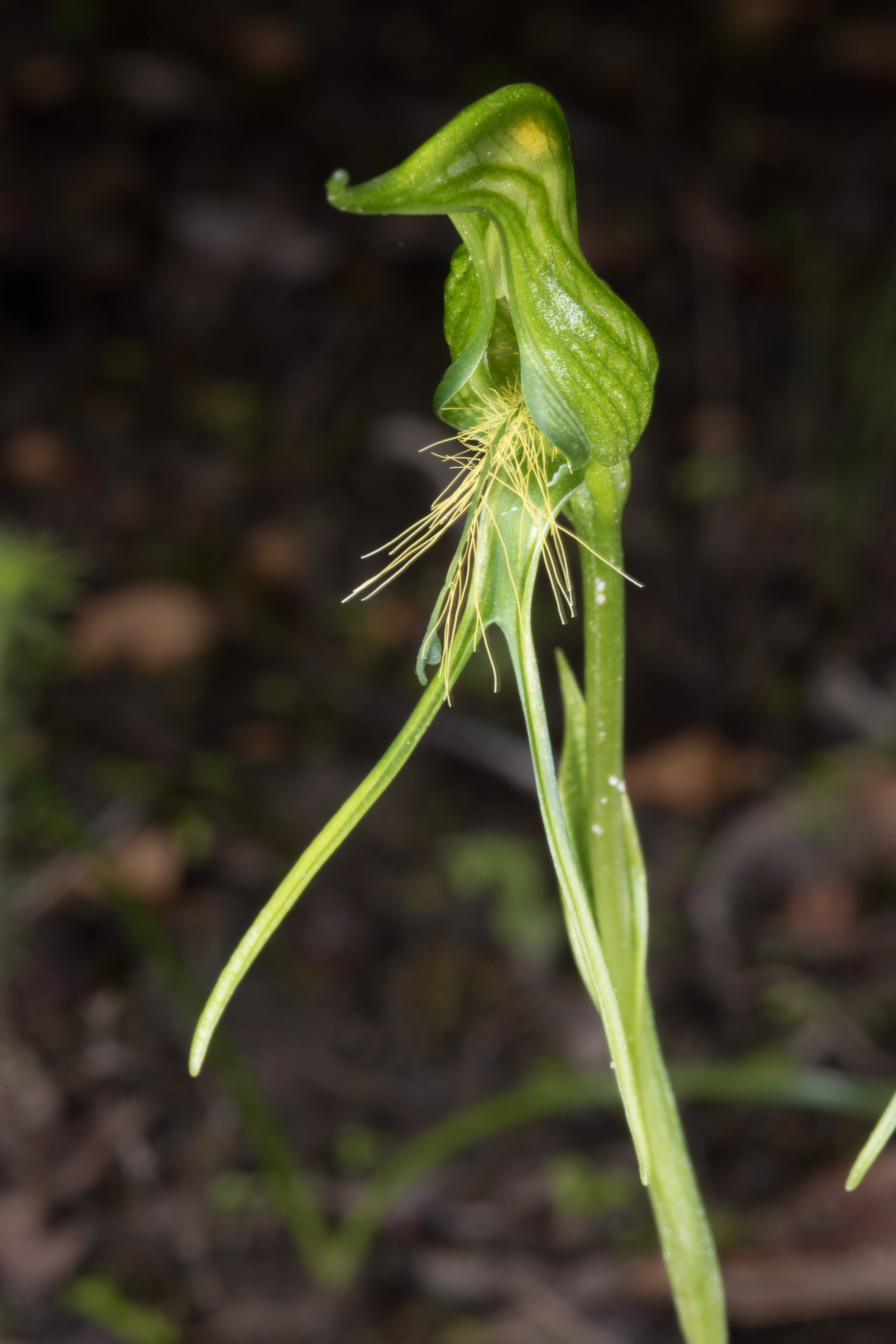  Pterostylis turfosa – Bearded Bird Orchid, Bevan Road 