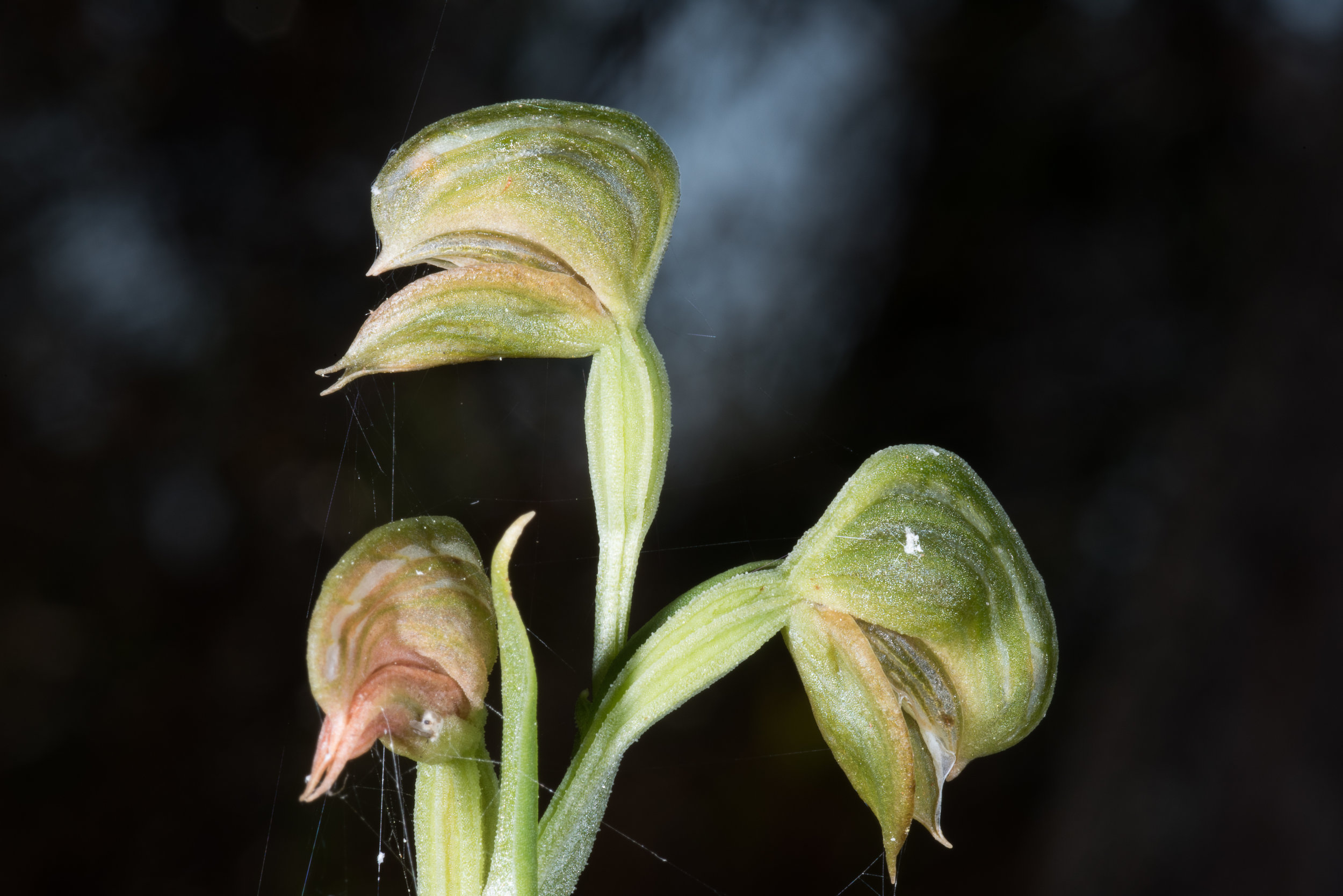  Pterostylis vittata – Banded Greenhood,&nbsp;Marra Bridge, Pallinup River Nature Reserve 