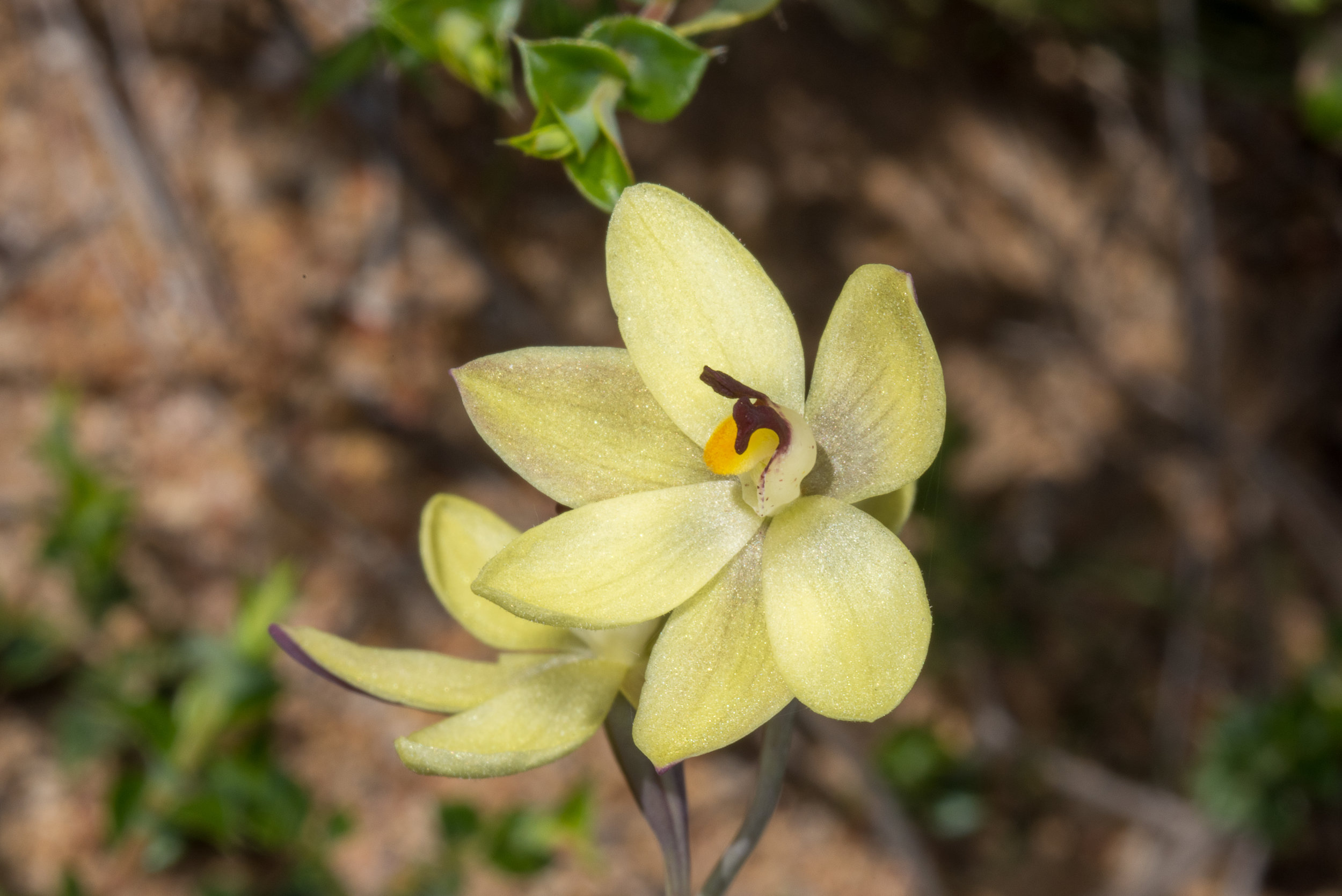  Thelymitra antennifera – Lemon-scented Sun Orchid, Wotto Nature Reserve, Eneabba area 