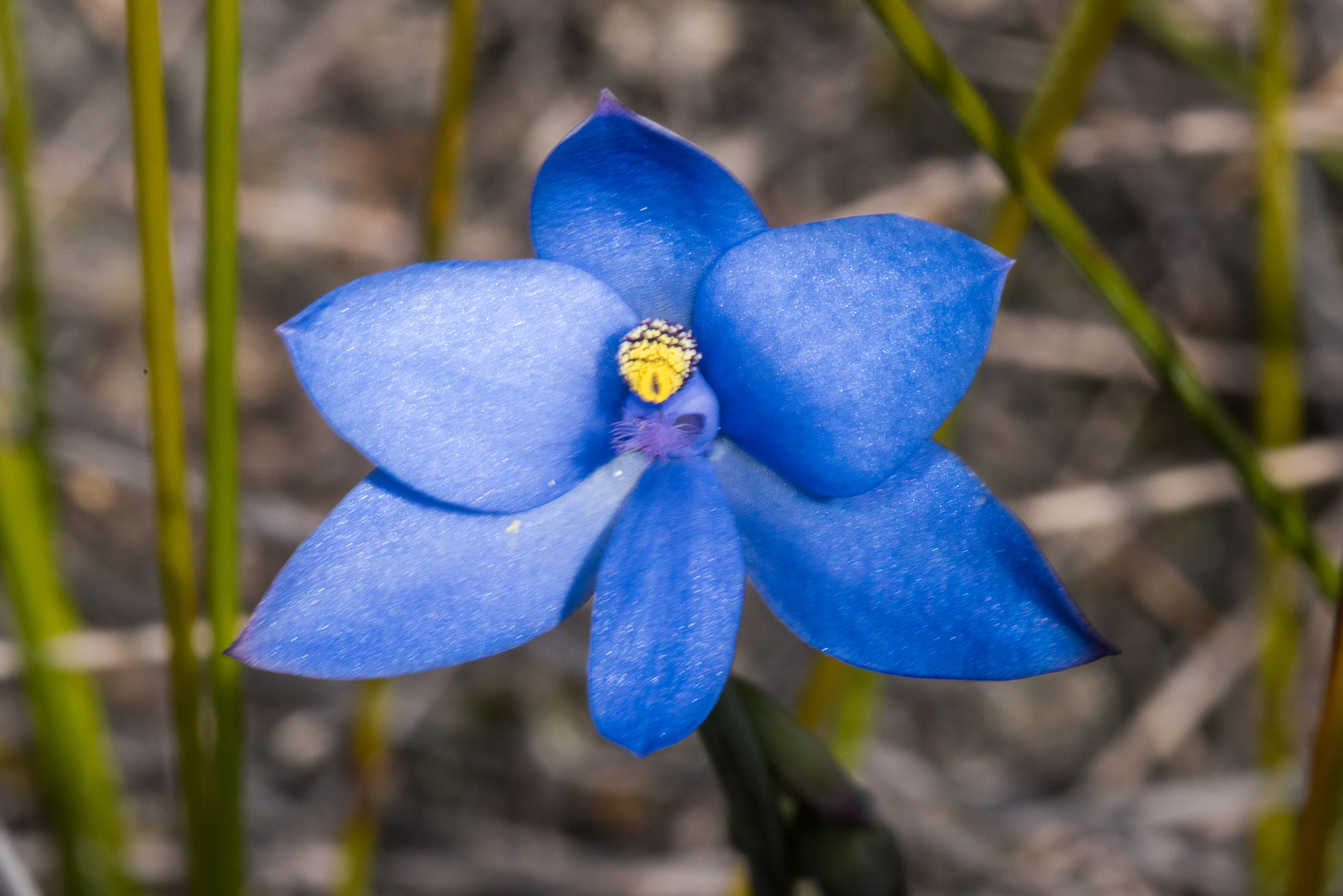  Thelymitra crinita – Blue Lady Orchid, Tozer's Bush Camp, Boomer Bay area 