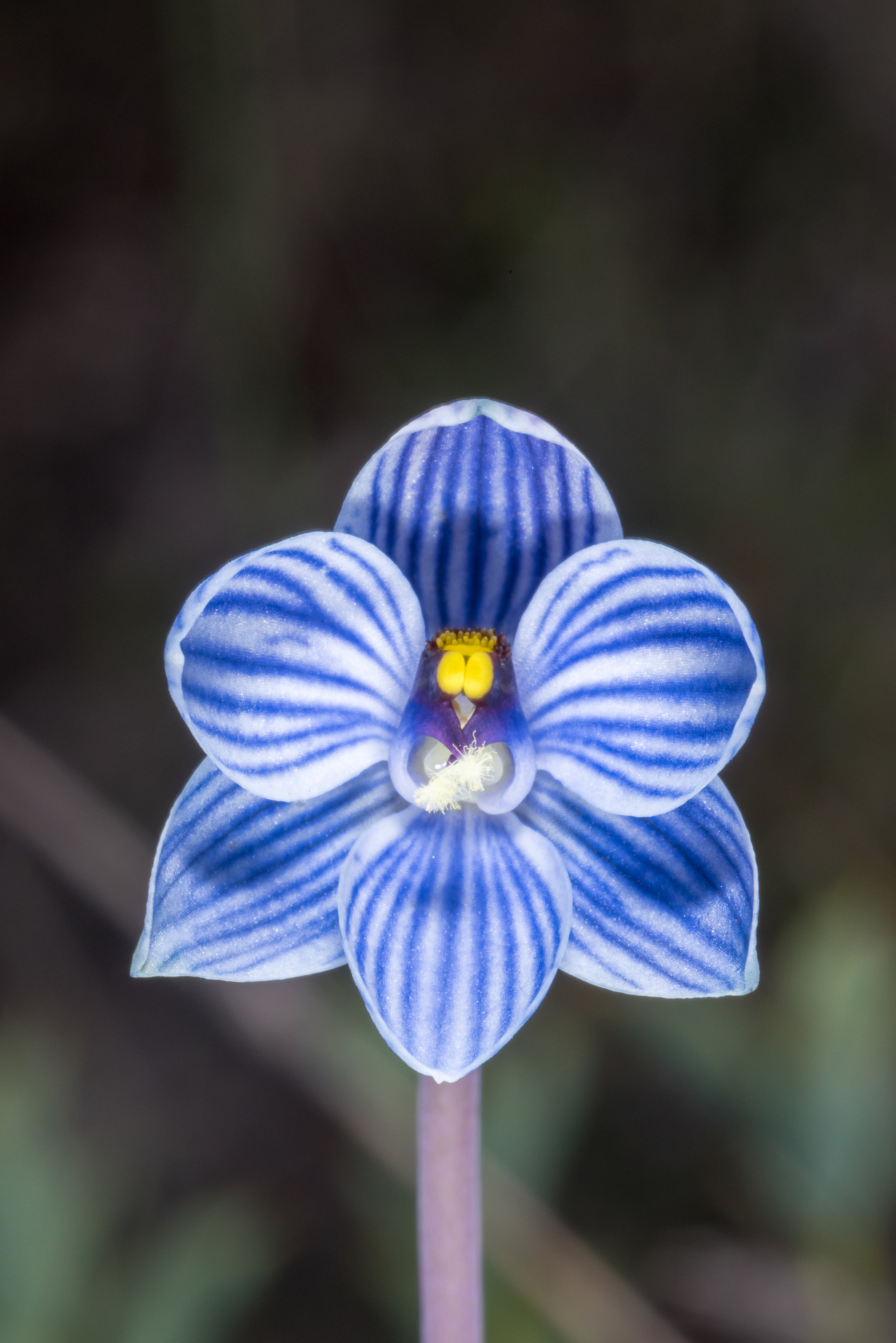  Thelymitra campanulata – Shirt Orchid, Eneabba area 