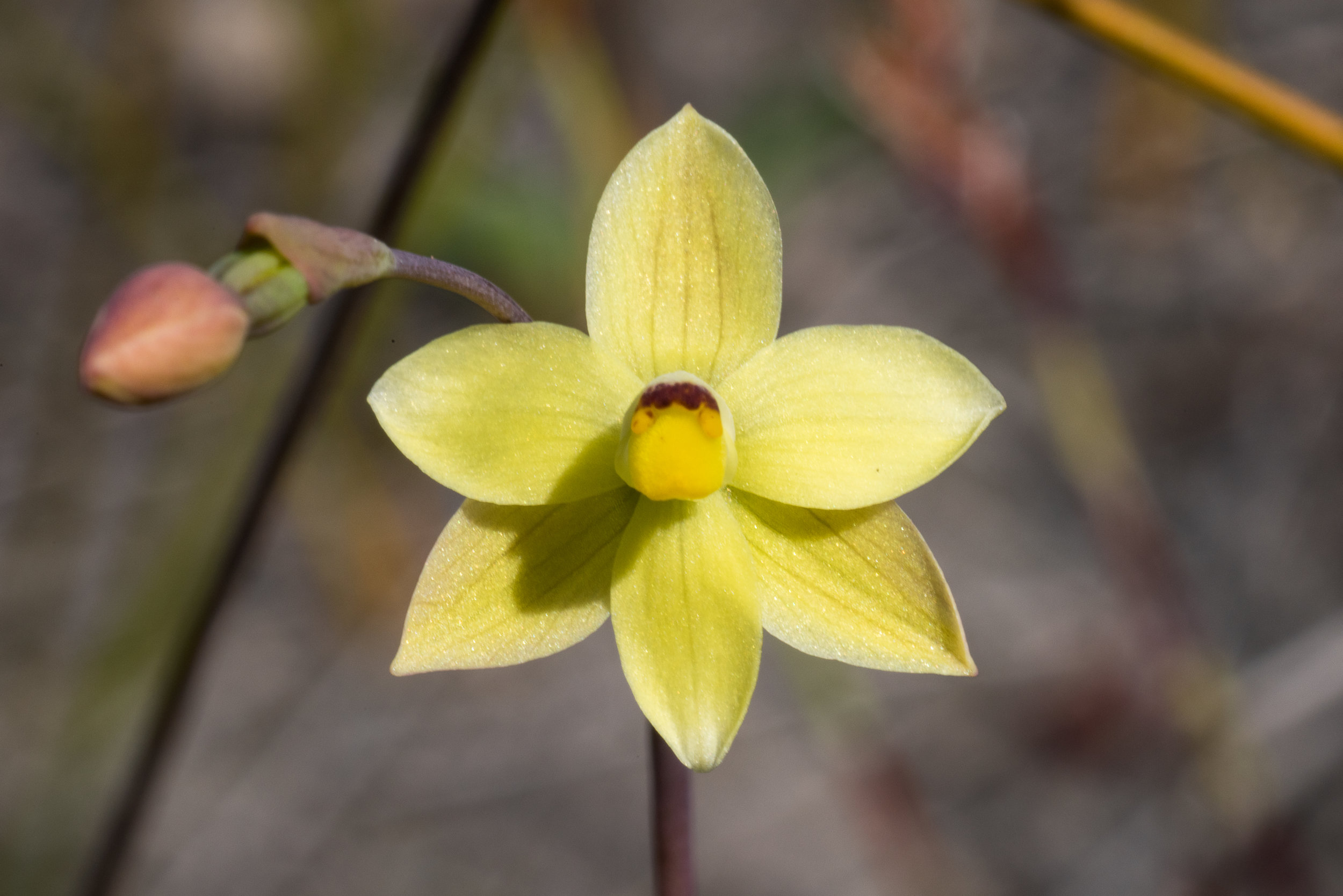  Thelymitra flexuosa – Twisted Sun Orchid, Tozer's Bush Camp, Boomer Bay area 