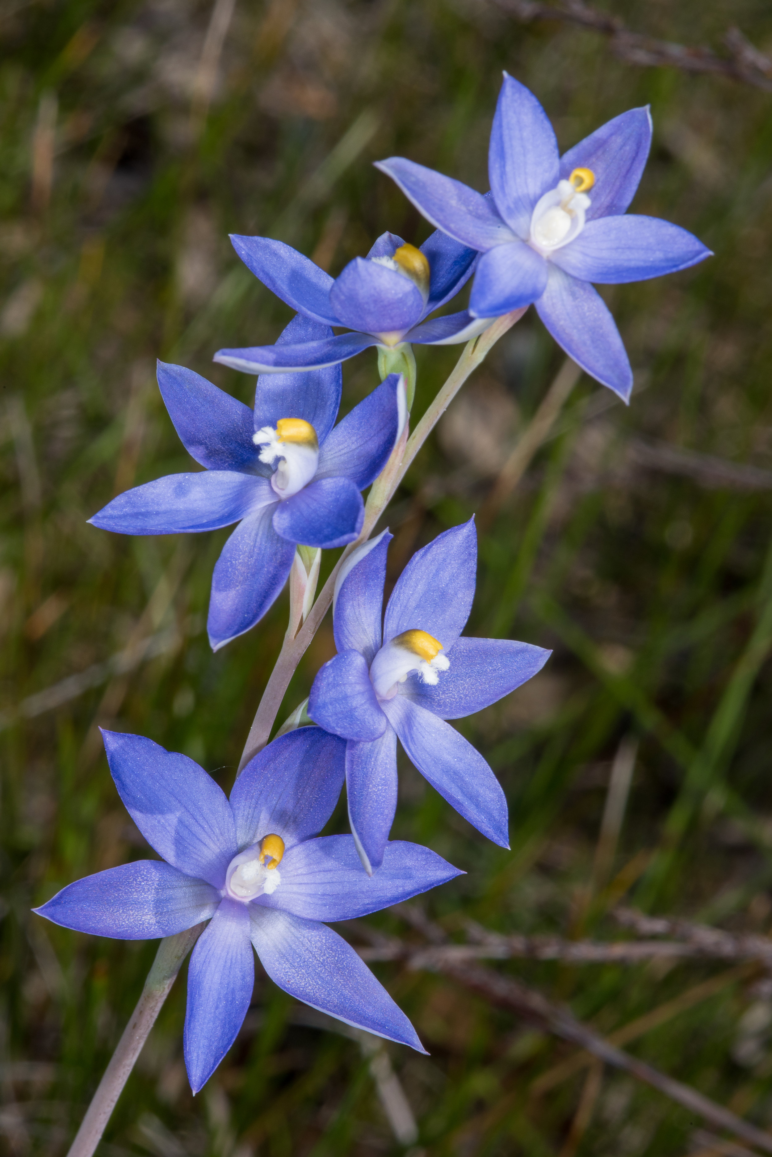  Thelymitra graminea – Shy Sun Orchid, Beaufort River, 