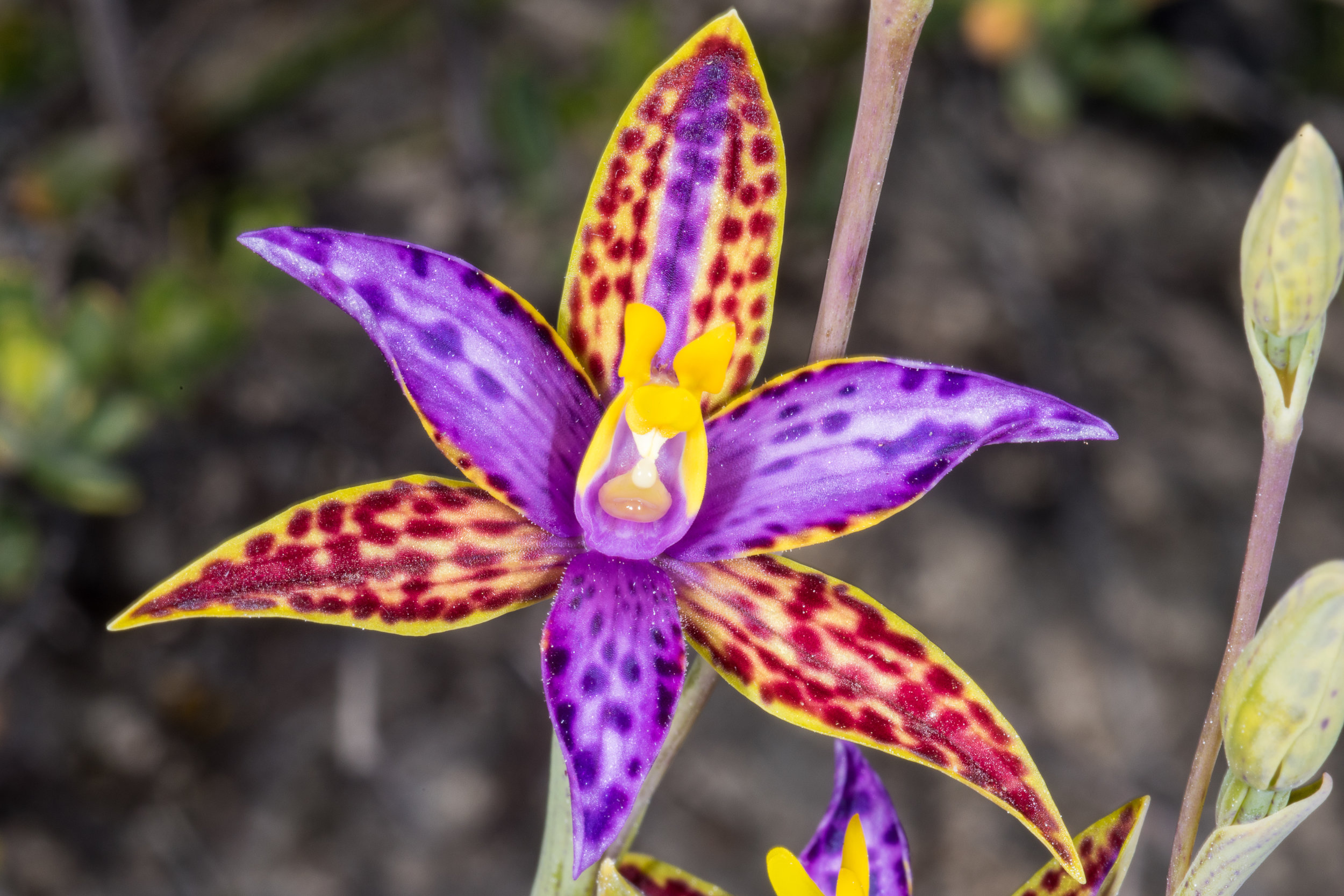  Thelymitra pulcherrima – Northern Queen of Sheba, Eneabba area 