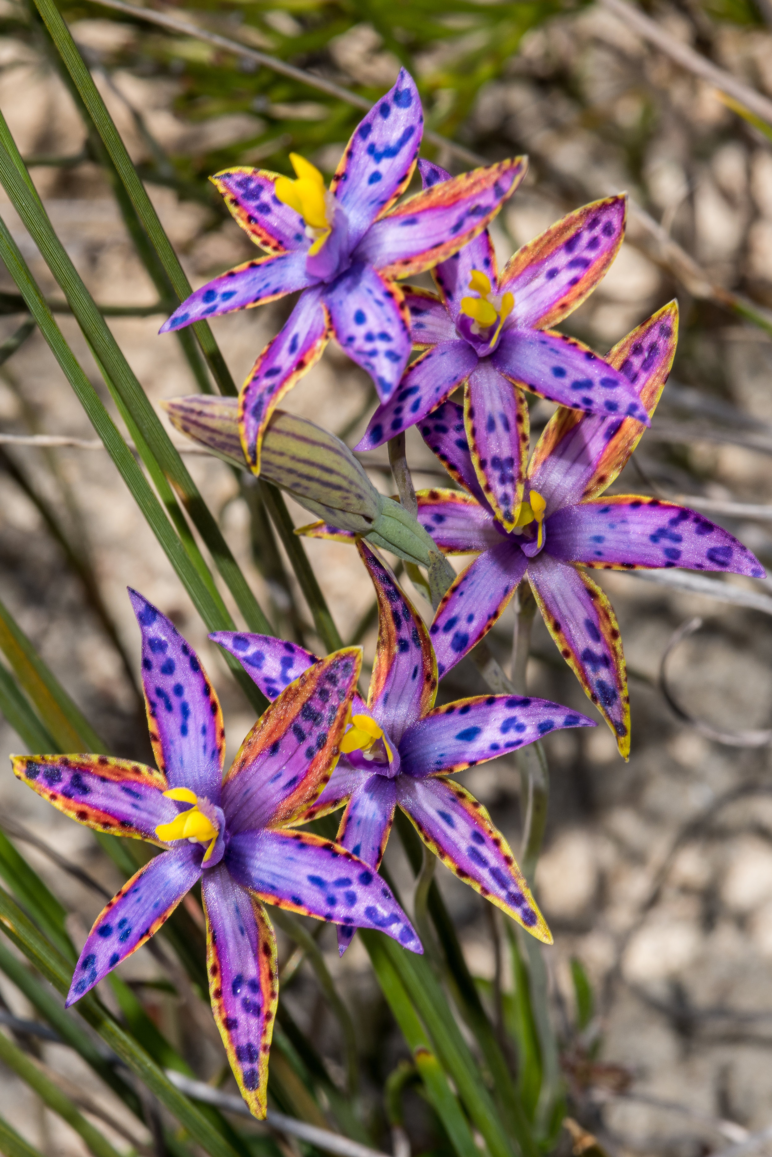  Thelymitra speciosa – Eastern Queen of Sheba, Tozer's Bush Camp, Boomer Bay area 