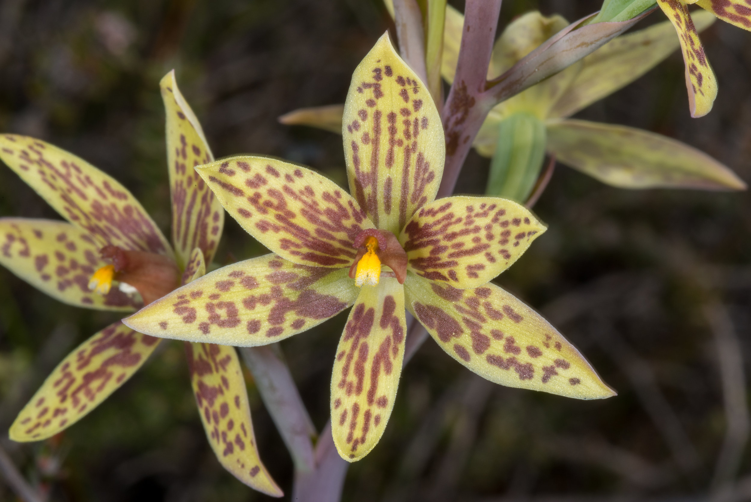  Thelymitra villosa – Custard Orchid, near Tozer's Bush Camp, Boomer Bay area 