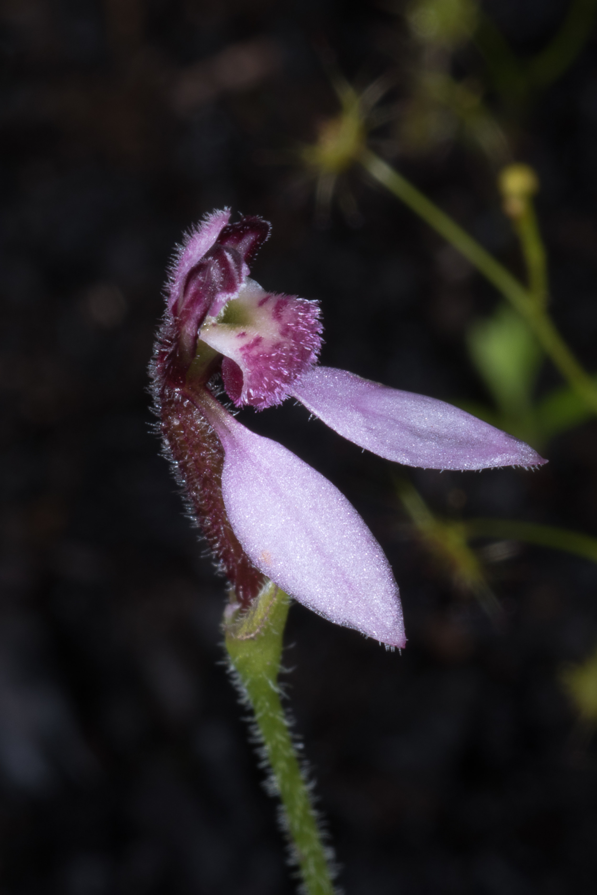  Eriochilus scaber – Pink Bunny Orchid, Bevan Road 