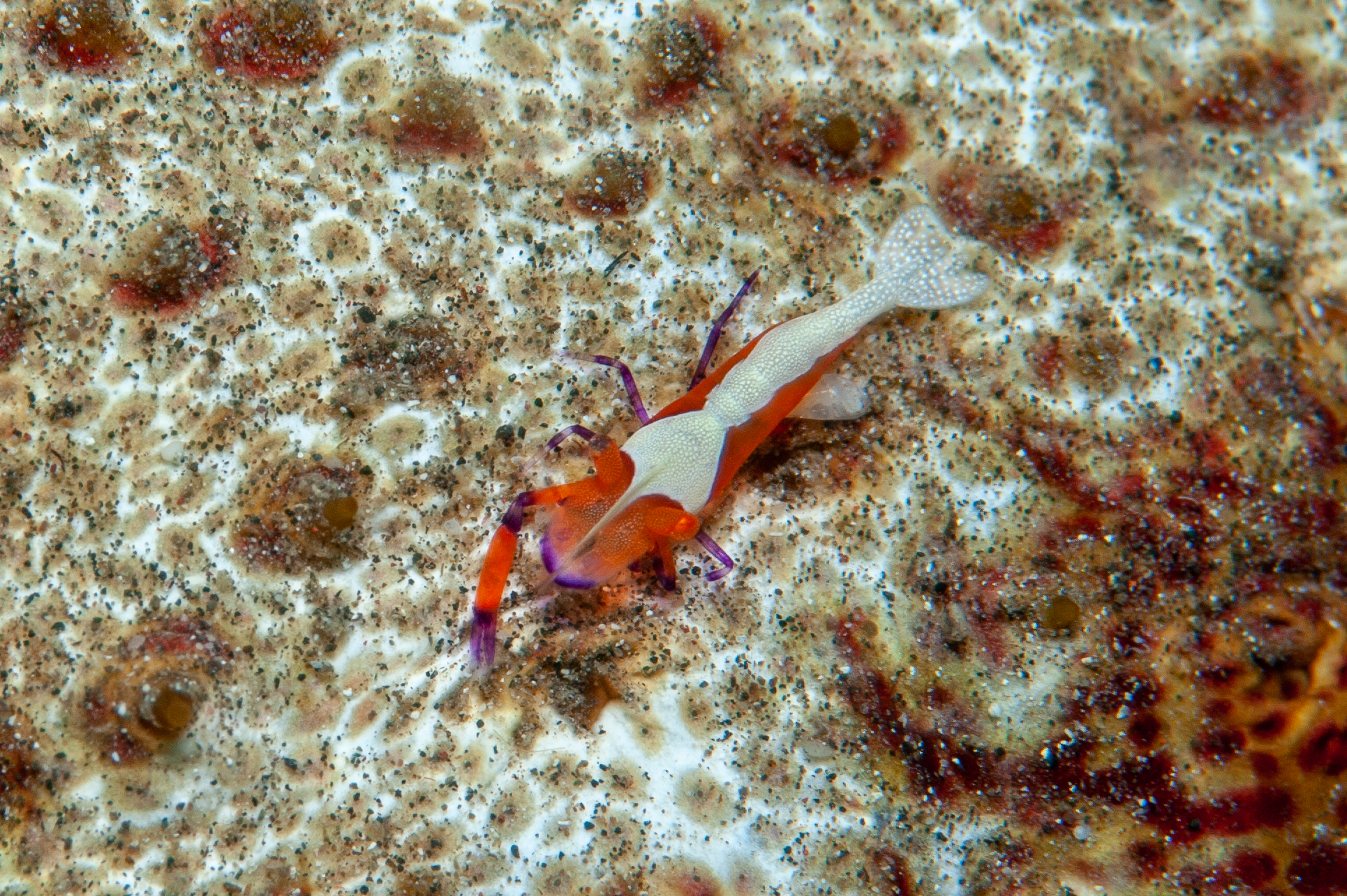 Periclimenes imperator shrimp on holothurian, Wirey Bay, Witu Islands