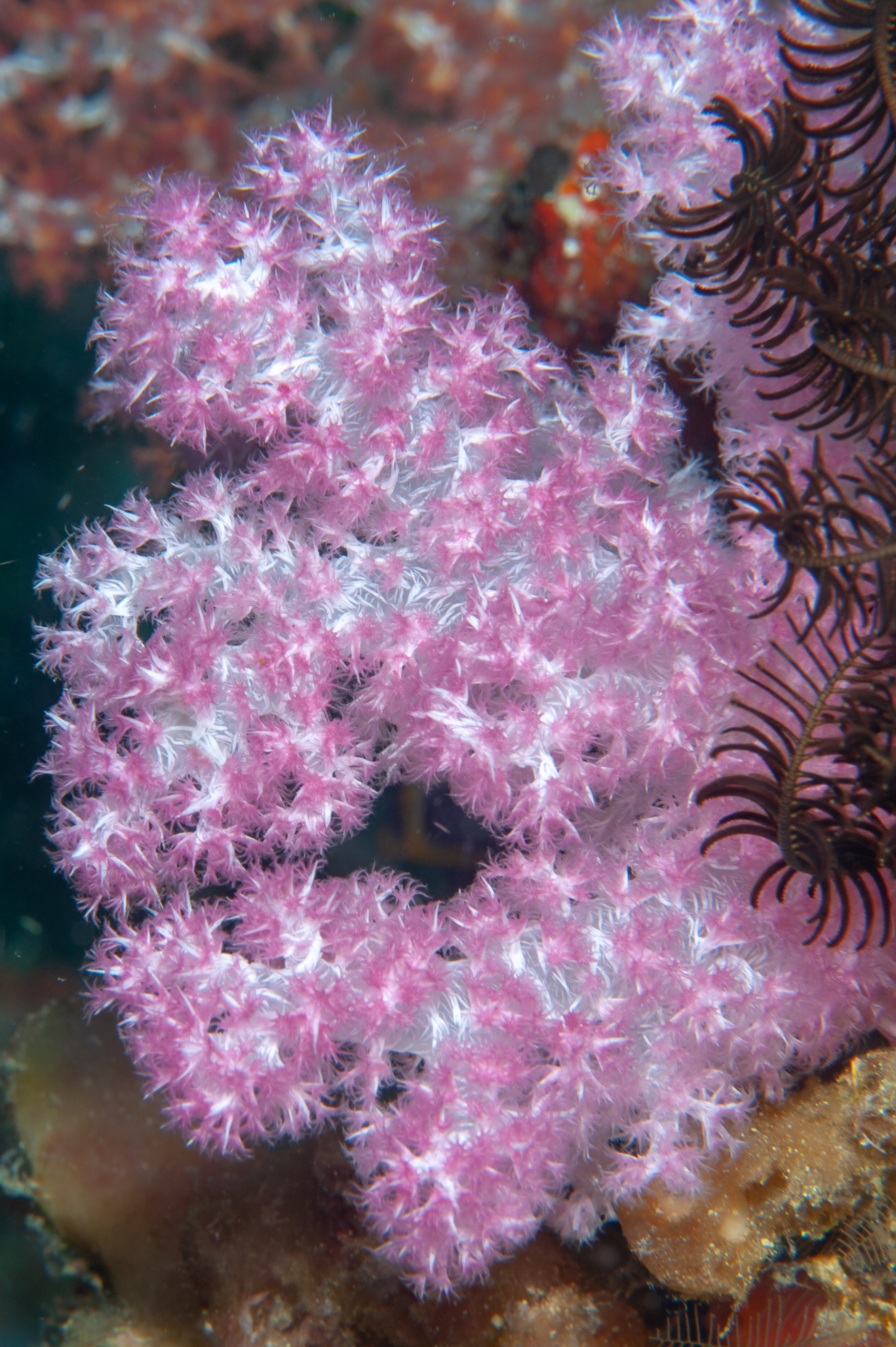 Soft coral, Goru Arches, Witu Islands