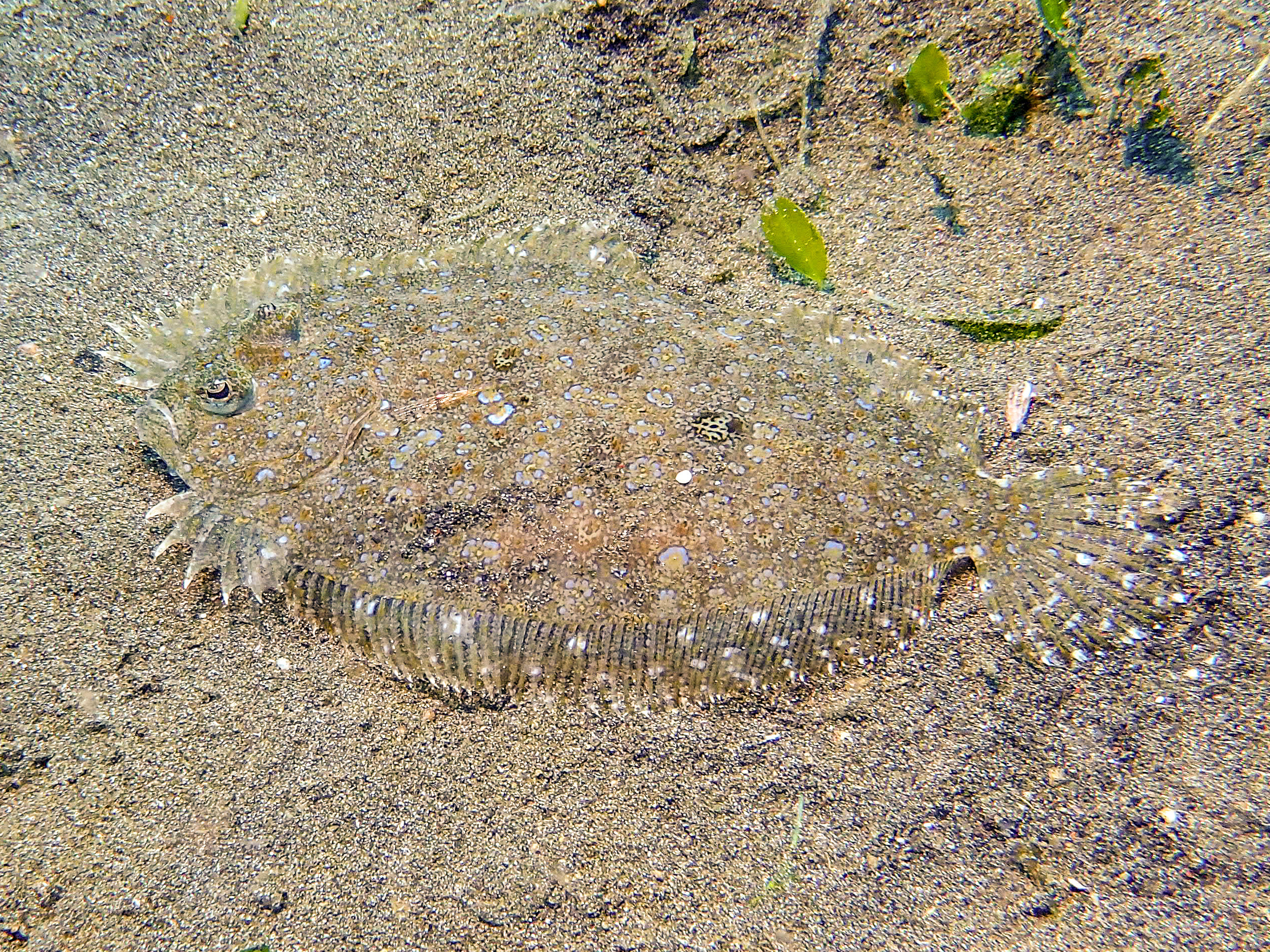 Flowery flounder - Bothus mancus, Wirey Bay, Witu Islands