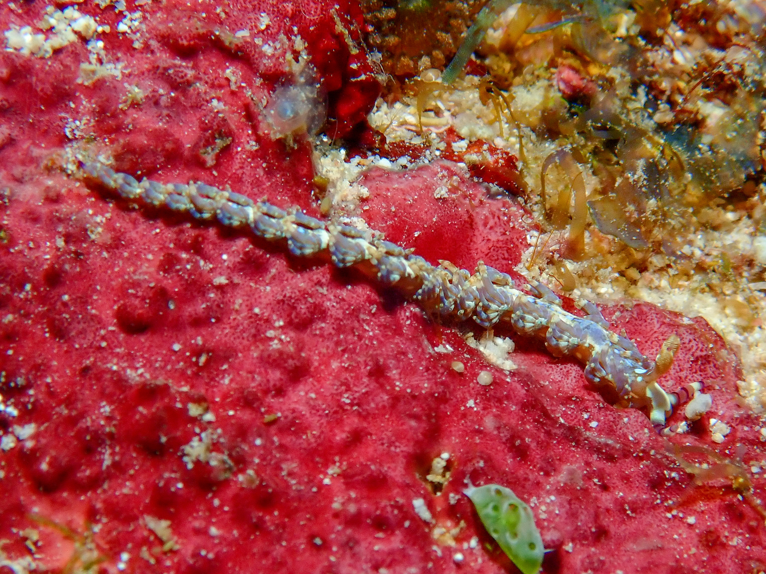 Pteraeolidia semperi nudibranch, Goru Arches, Witu Islands