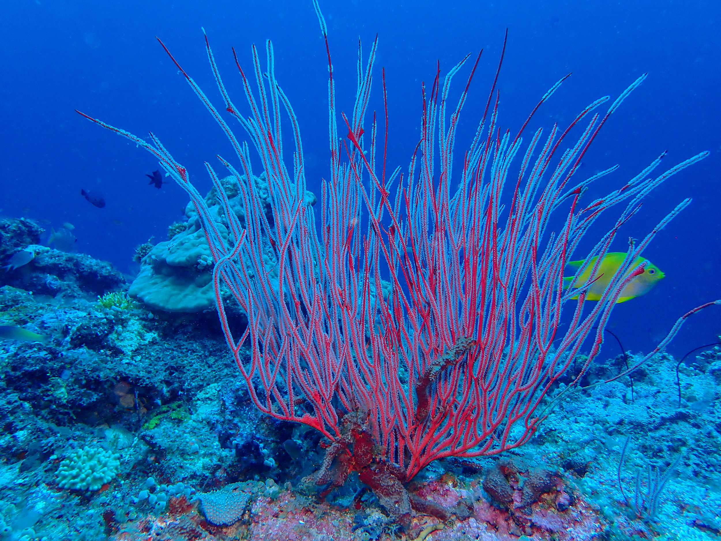 Whip coral, Goru Arches, Witu Islands