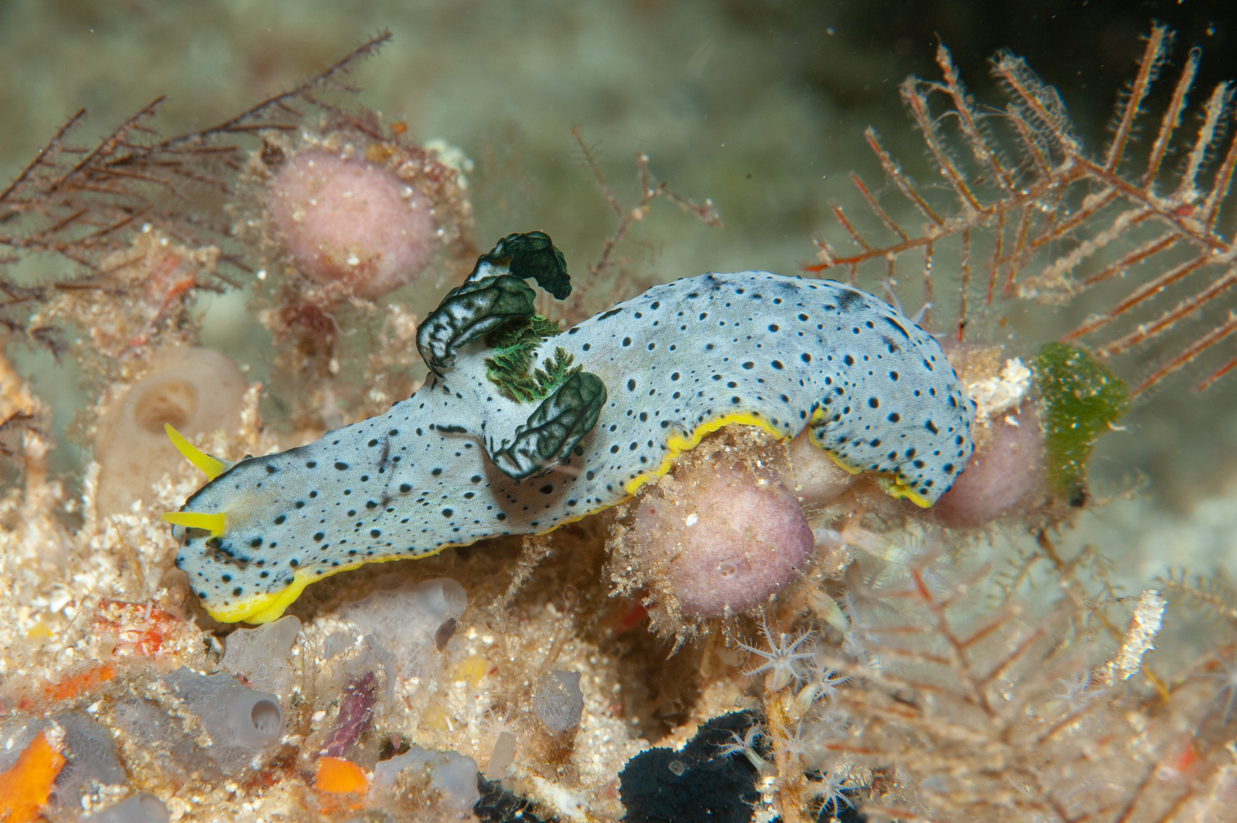 Aegires serenae nudibranch, Goru Arches, Witu Islands