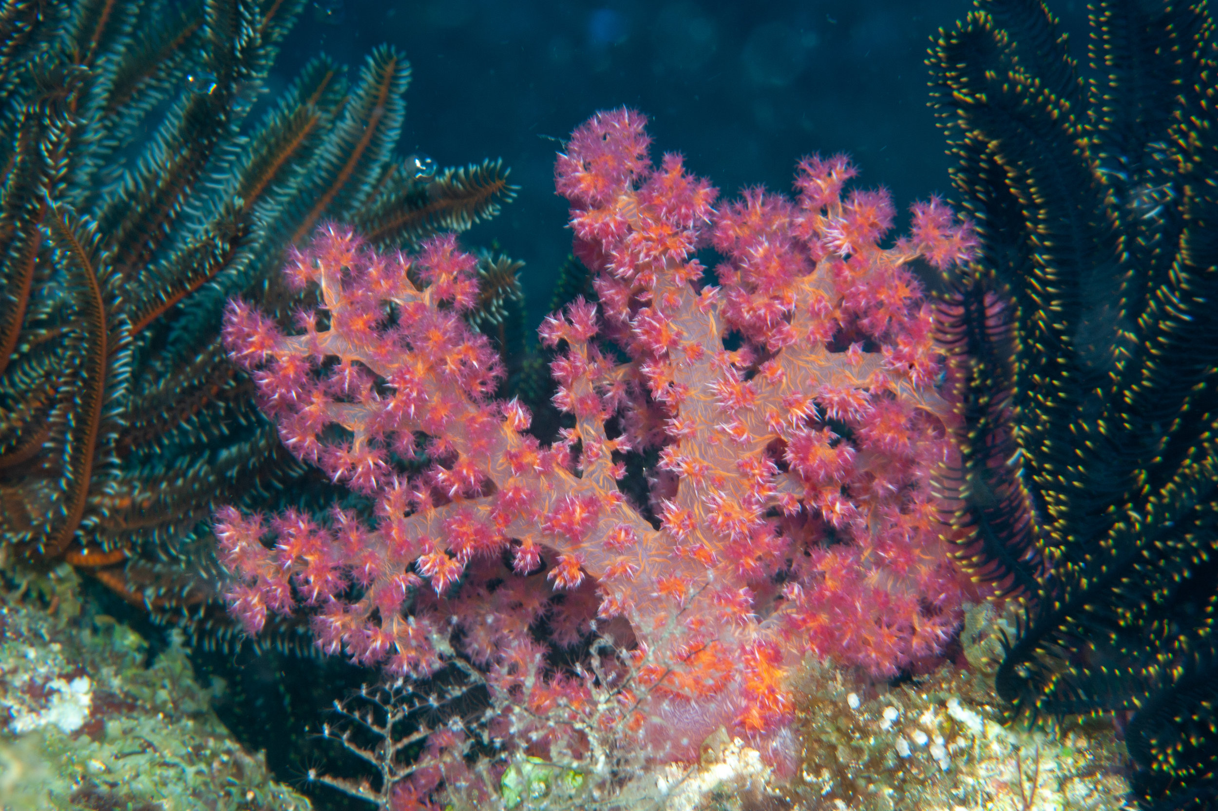 Soft coral, Goru Arches, Witu Islands