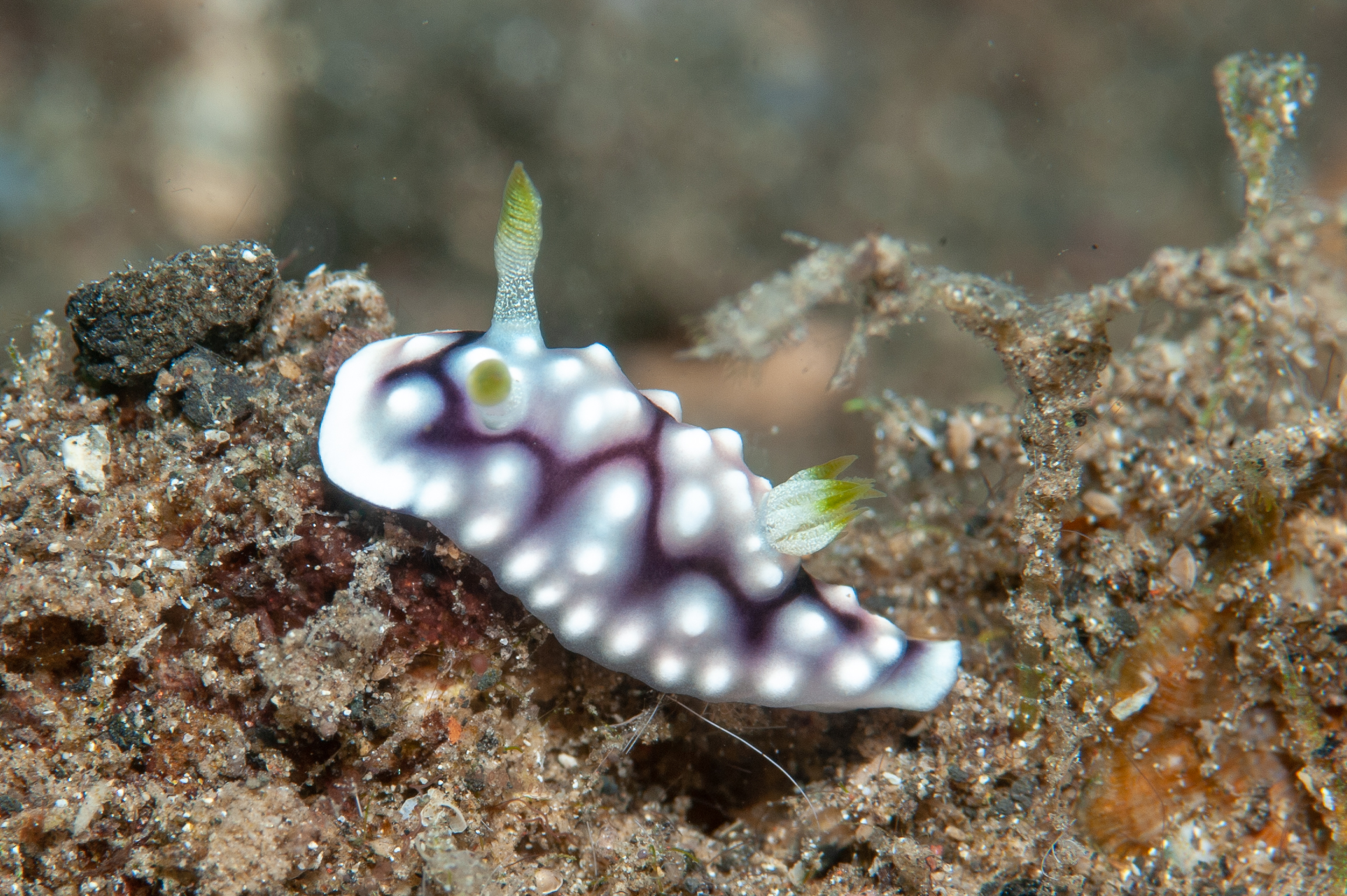 Chromodoris geometrica nudibranch, Wirey Bay, Witu Islands